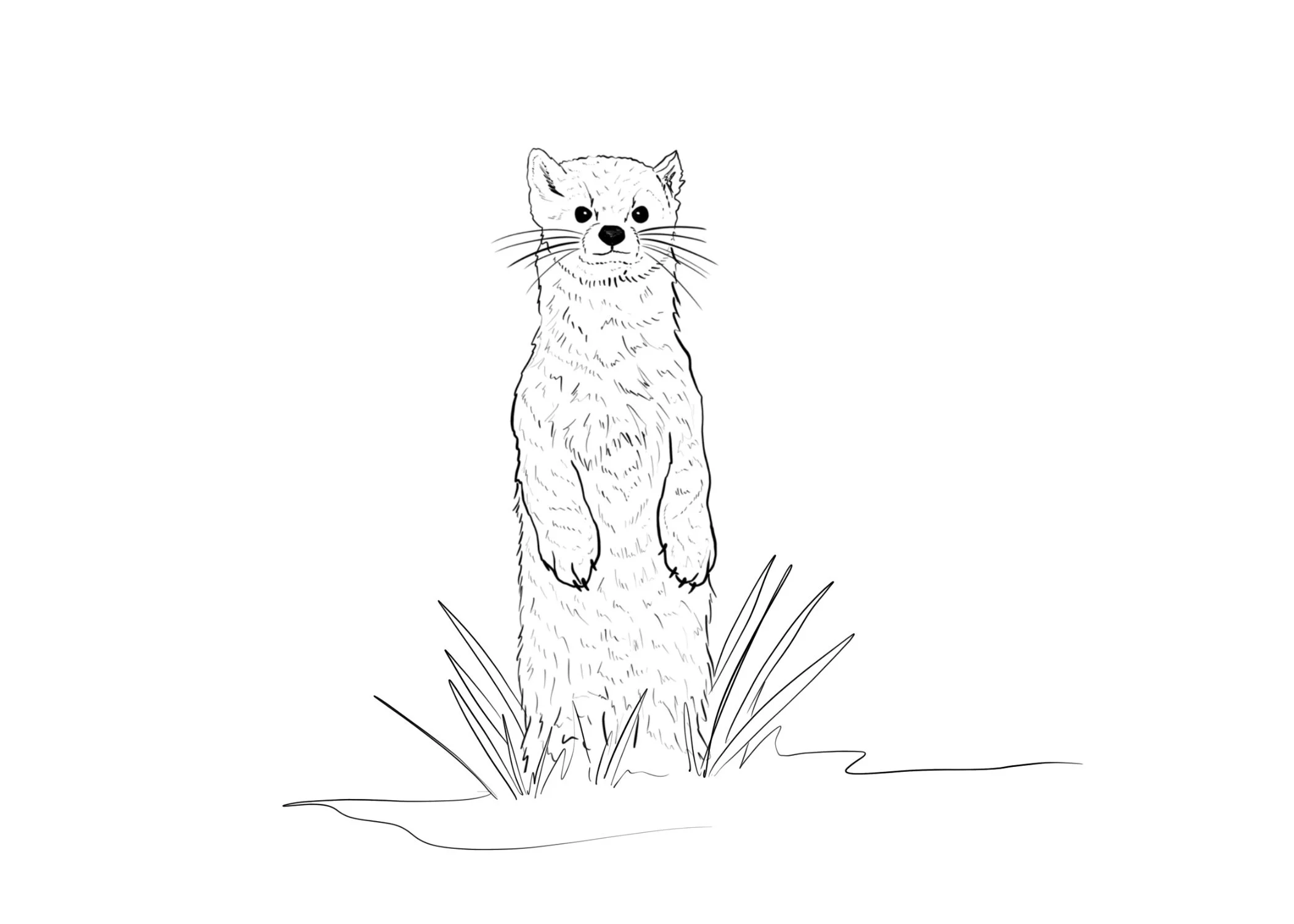 Pine marten notecard by Teenybotanist