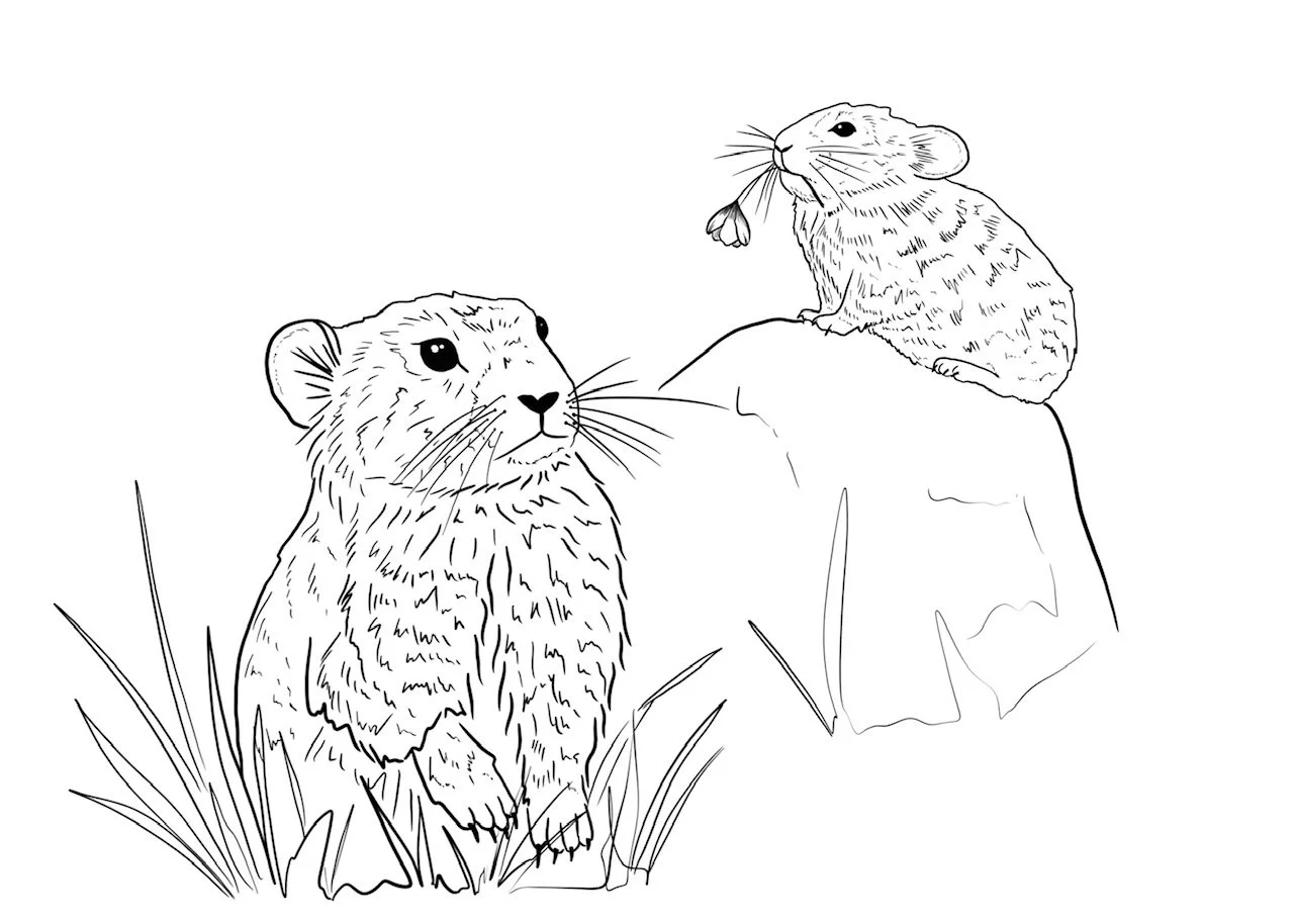 Pikas notecard by Teenybotanist
