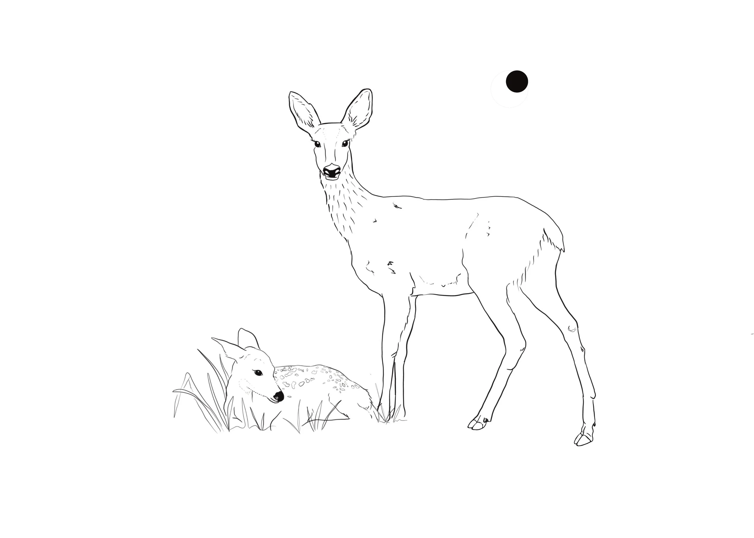 Deer notecard by Teenybotanist