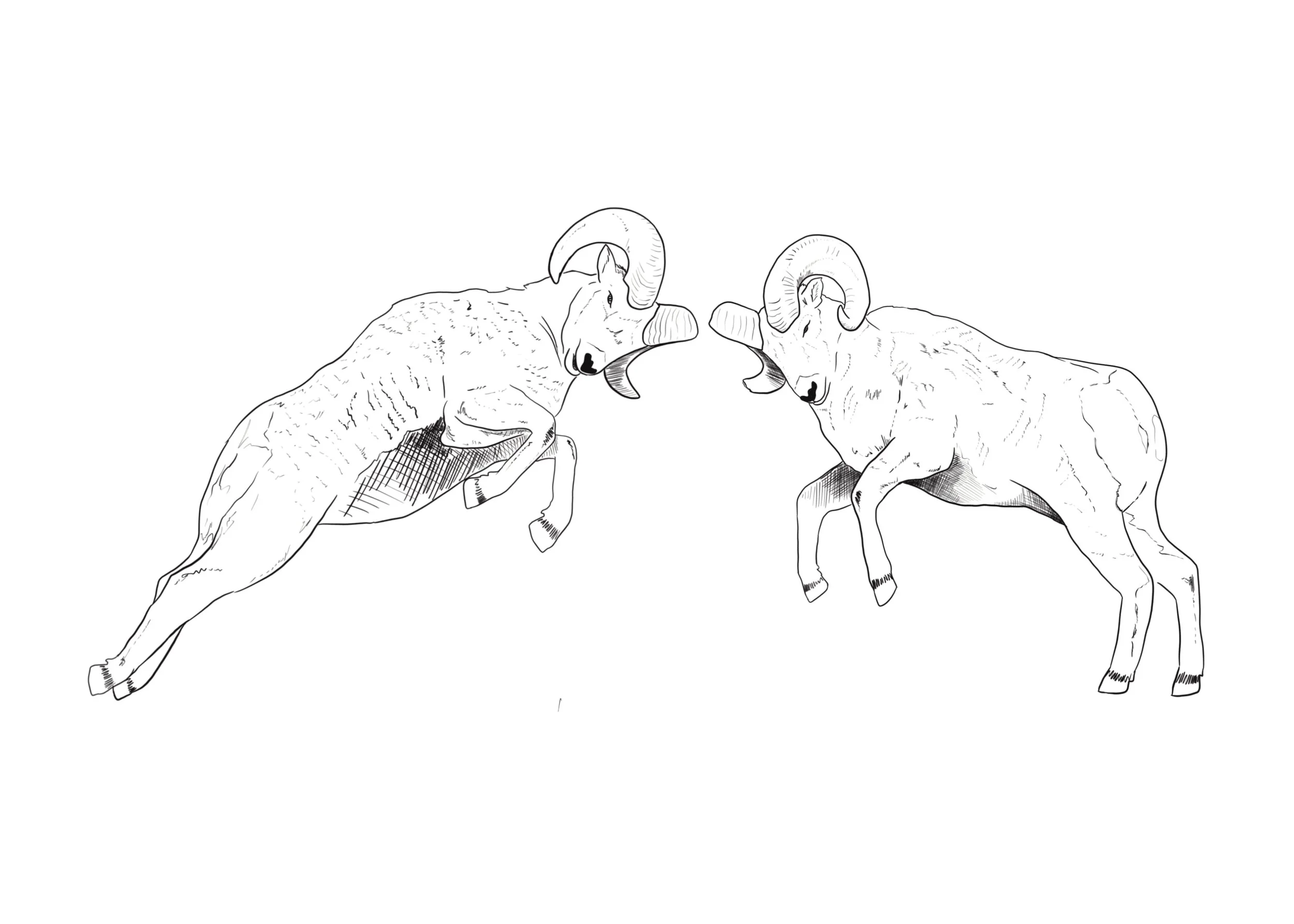 Big Horned Sheep notecard by Teenybotanist