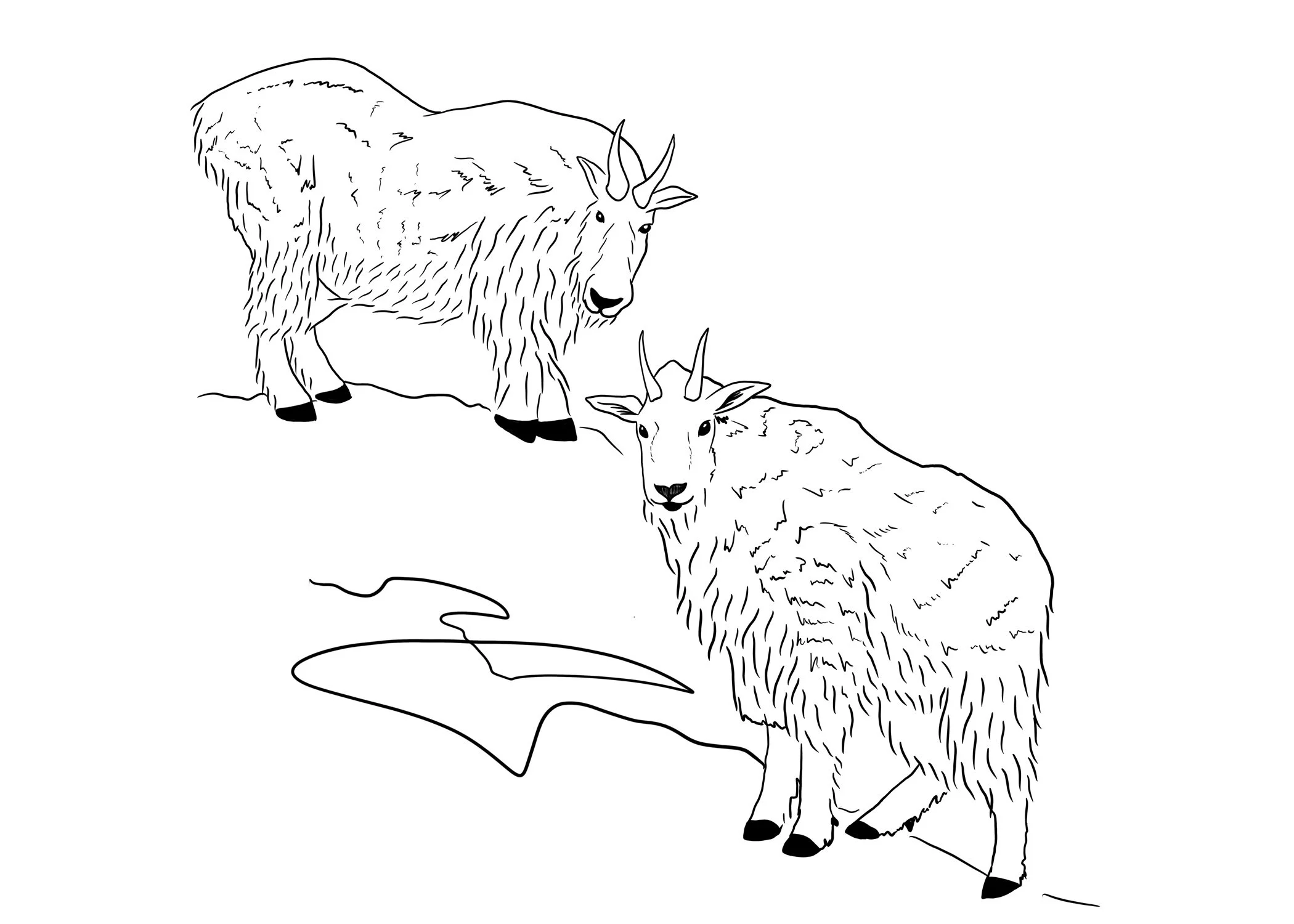 Mountain goats notecard by Teenybotanist