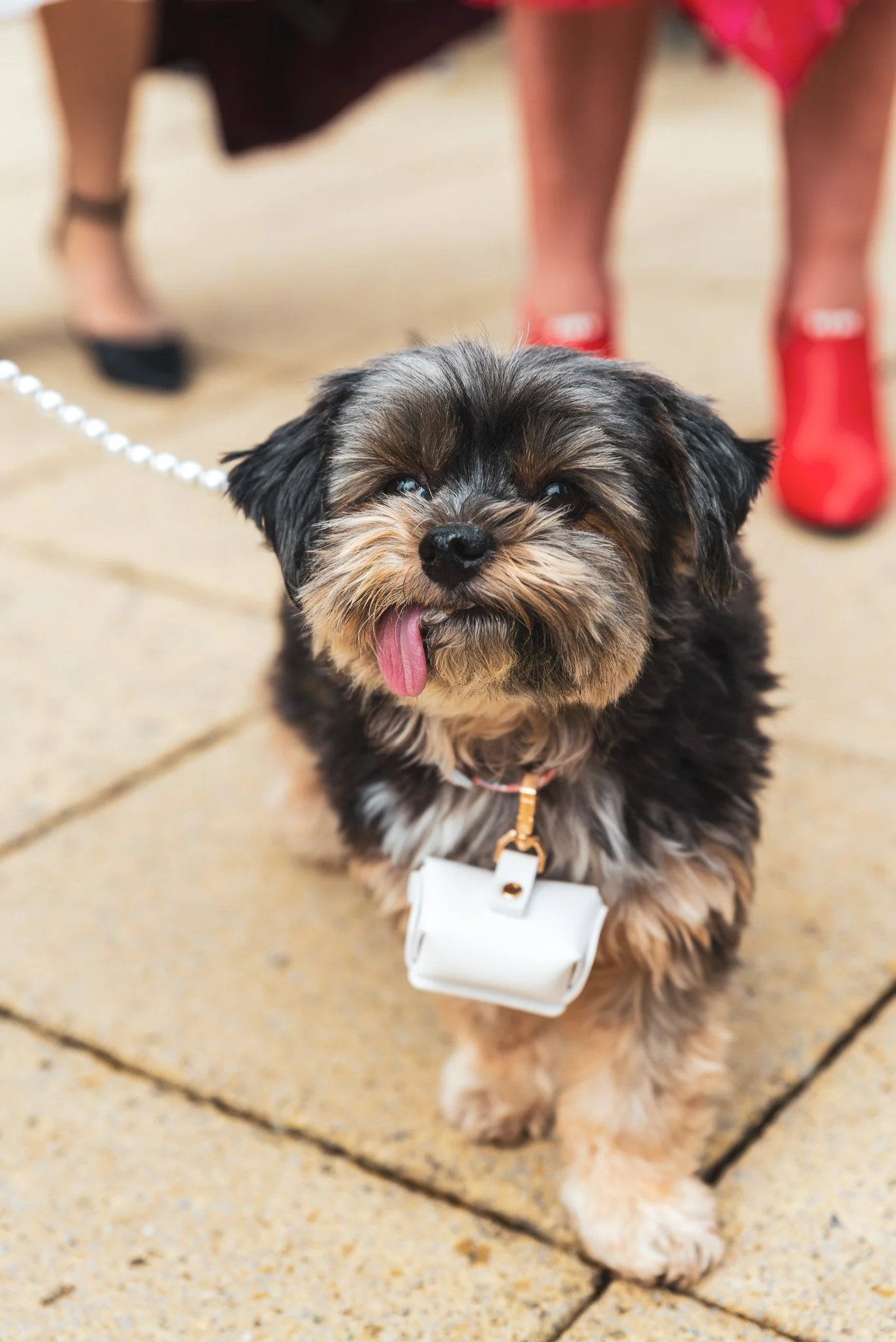 A cute small ring bearing dog with black, brown, and gray fur, sticking out its tongue, wearing a white harness and leash, in an outdoor setting at a wedding.