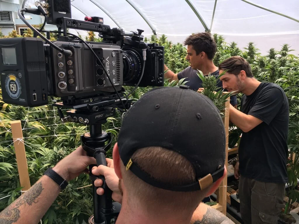 Two men working with cannabis plants in a greenhouse while filming a video, with a camera operator recording the scene.
