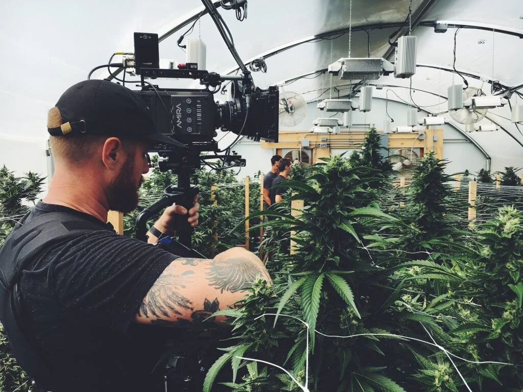 A man filming with a professional camera in a greenhouse filled with cannabis plants.