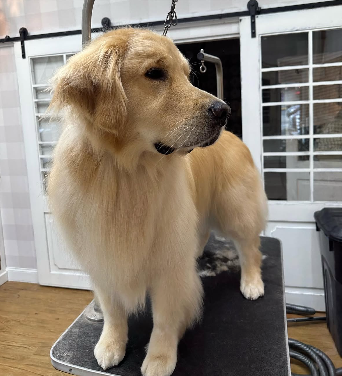 A golden retriever dog standing on a grooming table indoors, with a serious expression and its head turned slightly to the side.
