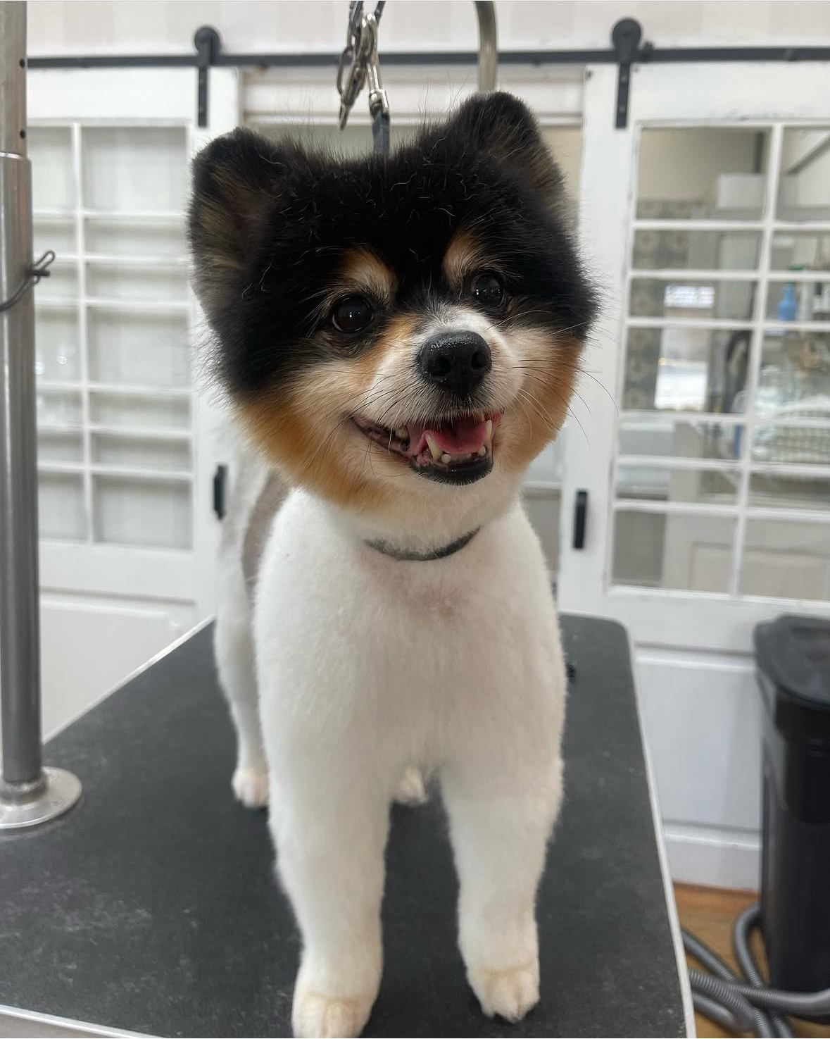 A happy small dog with a black, white, and tan coat, standing on a grooming table with a grooming room in the background.