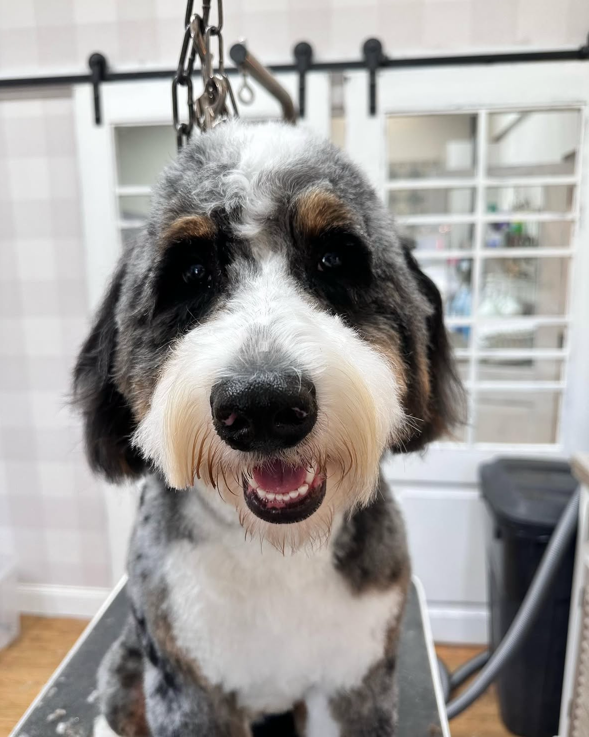 Close-up of a happy, fluffy Australian Shepherd dog with a black nose, white fur around the mouth, and black, gray, and white fur on the face, standing on a grooming table in a pet grooming salon.