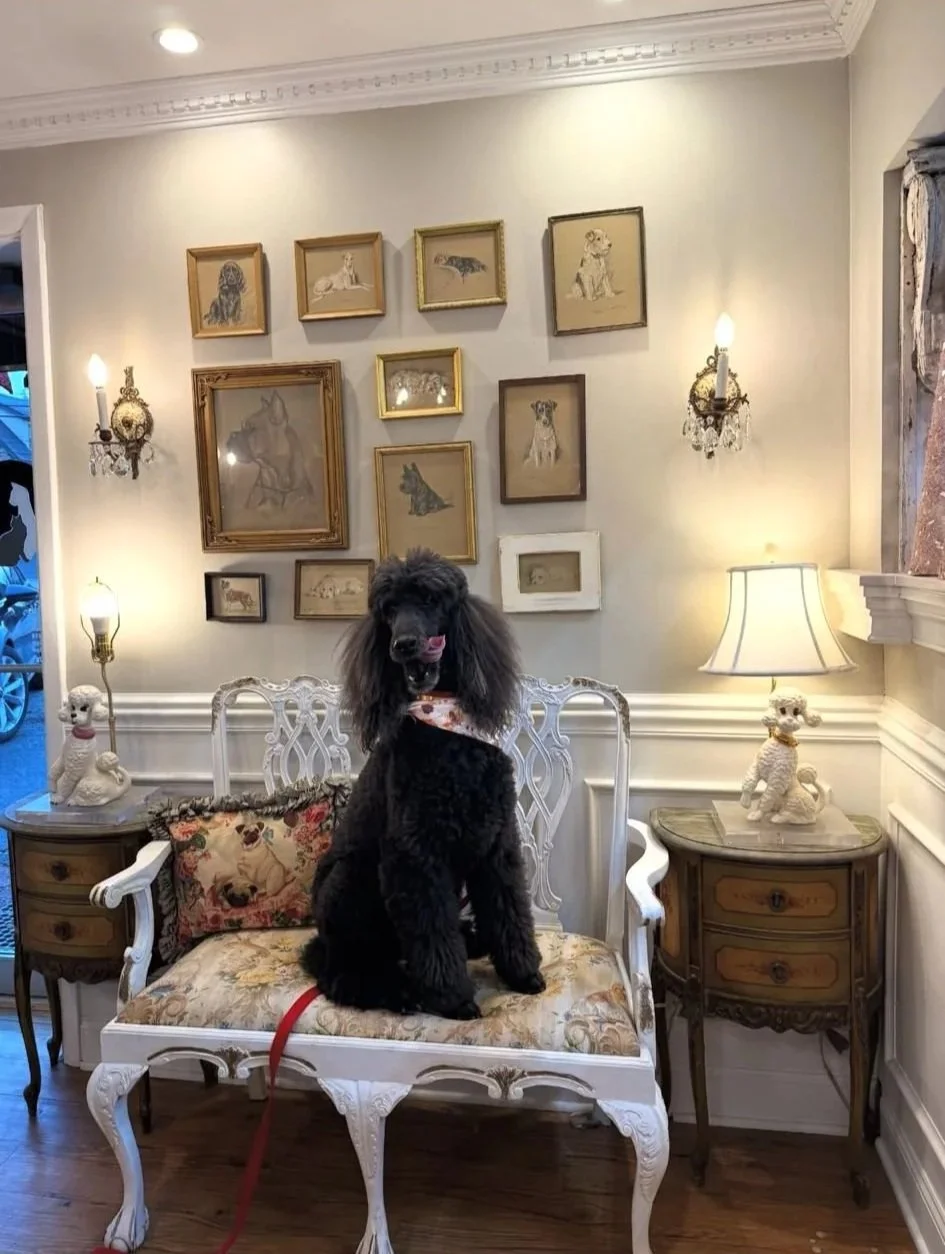 A black poodle with long ears sitting on an ornate vintage white bench with floral upholstery, in a cozy, decorated room with framed dog artwork on the wall, a table lamp, and dog figurines on side tables.