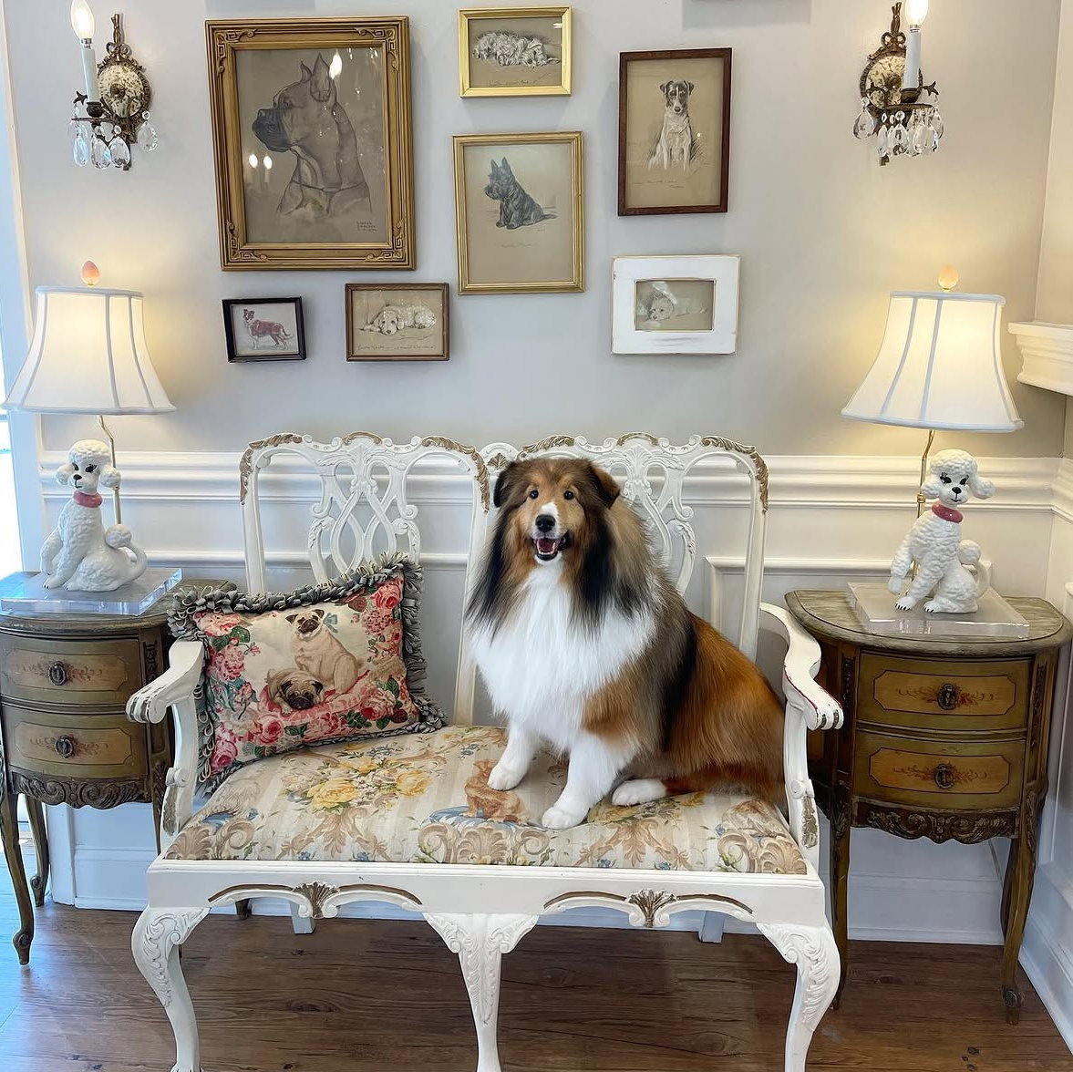 A Shetland Sheepdog sitting on a vintage white settee in a living room with framed dog portraits and sculptures of poodles on side tables, under wall-mounted lamps.