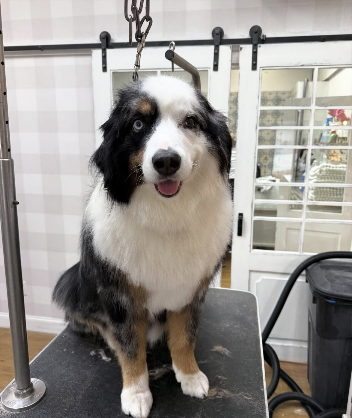 A happy Australian Shepherd dog with a smiling face sitting on a grooming table indoors.