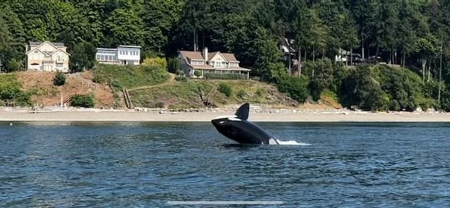 A black orca whale is breaching the water near a shoreline with houses and trees.
