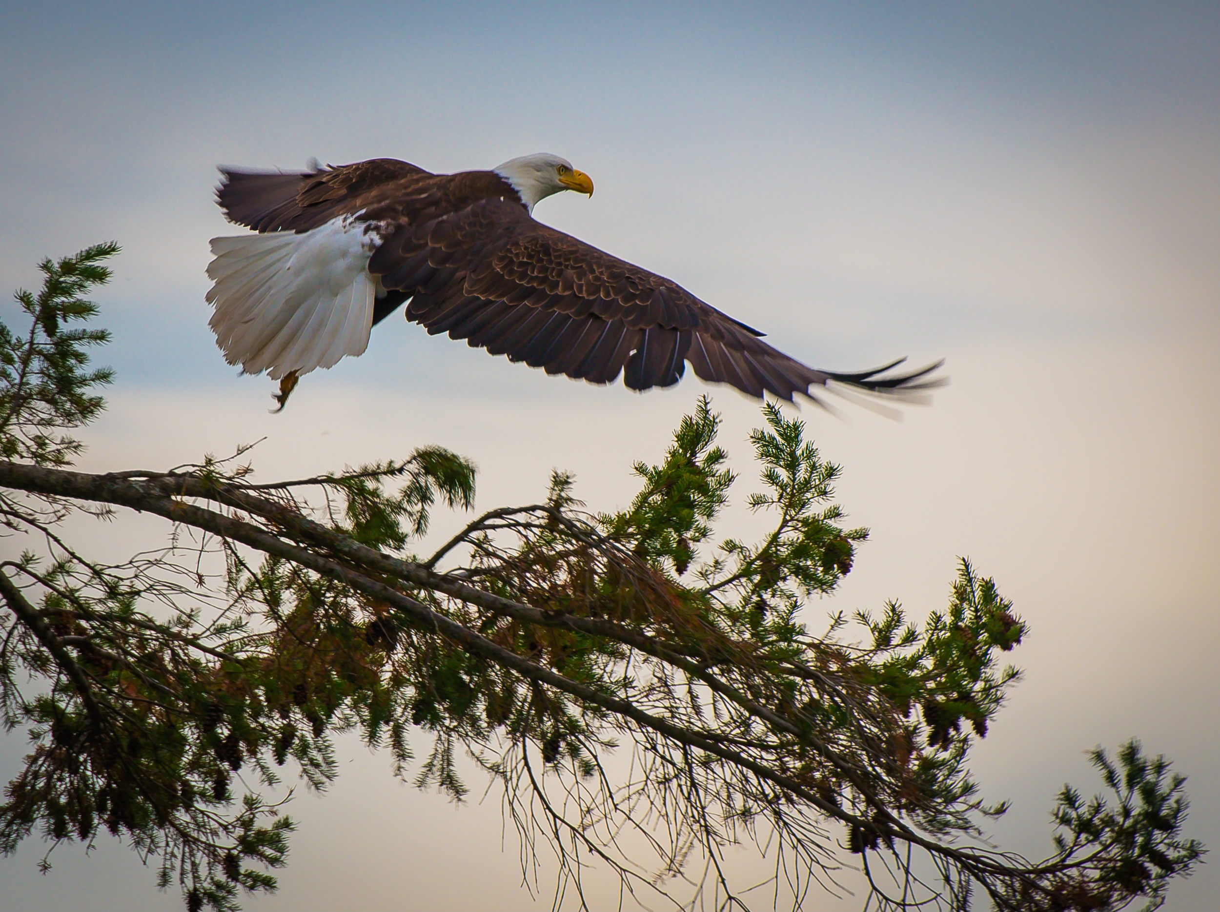 A bald eagle flying above pine tree branches against a cloudy sky.