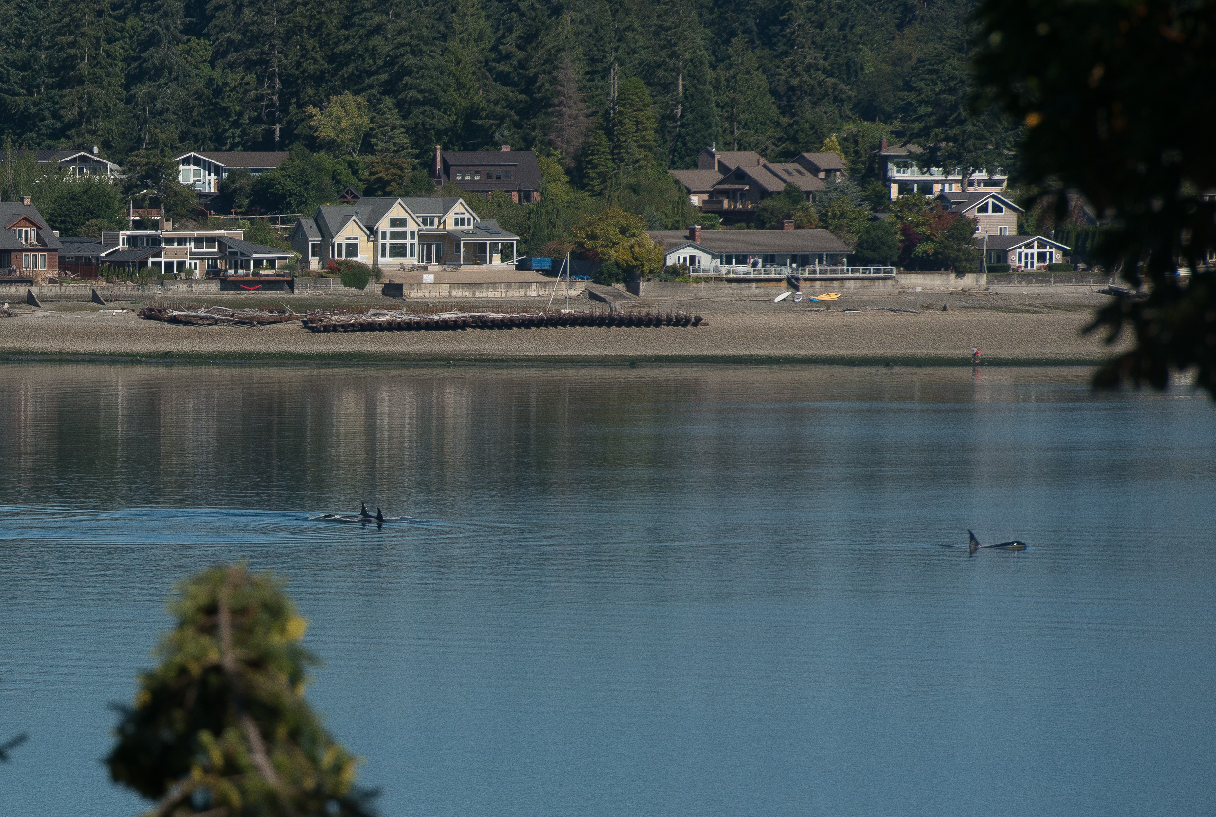 A lakeside view with houses along the shore, some with large windows and decks, and trees in the background. Two dolphins are swimming in the calm lake, partially visible near the bottom right.