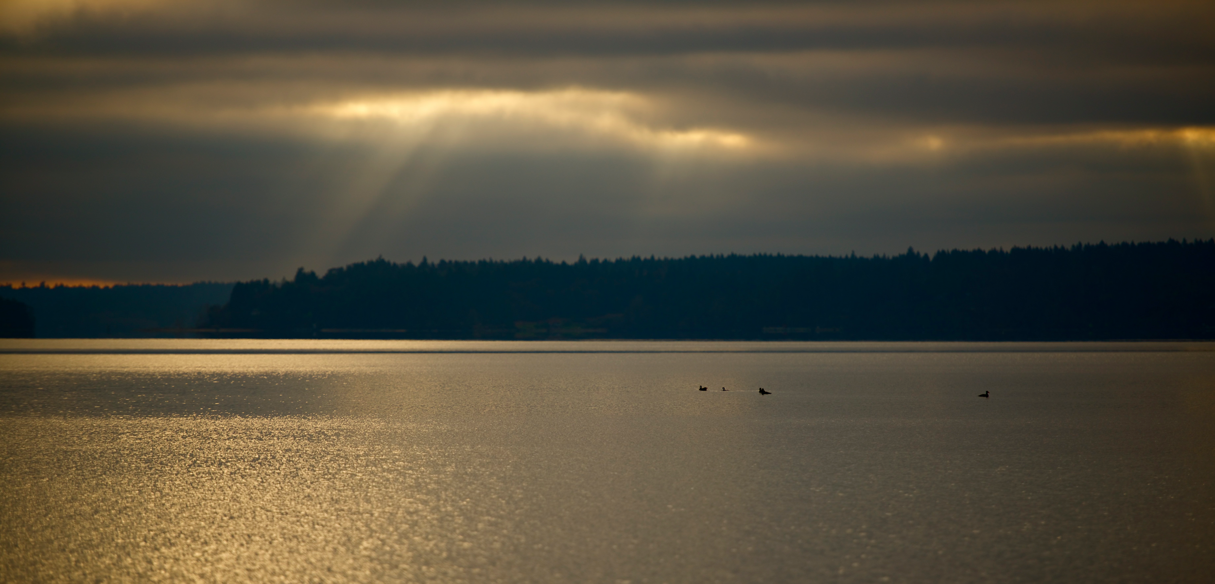 A calm body of water during an overcast sunset with a few ducks swimming, and sun rays breaking through the dark clouds above.