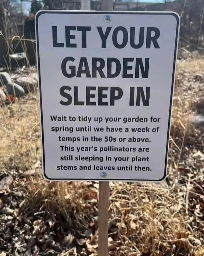 Just a reminder that Spring is in the air but our insects are still asleep.  Please Leave it Bee longer! Leaves and last years bits are hiding our pollinators and they need their winter homes a little longer  We need them so much for the health of ou