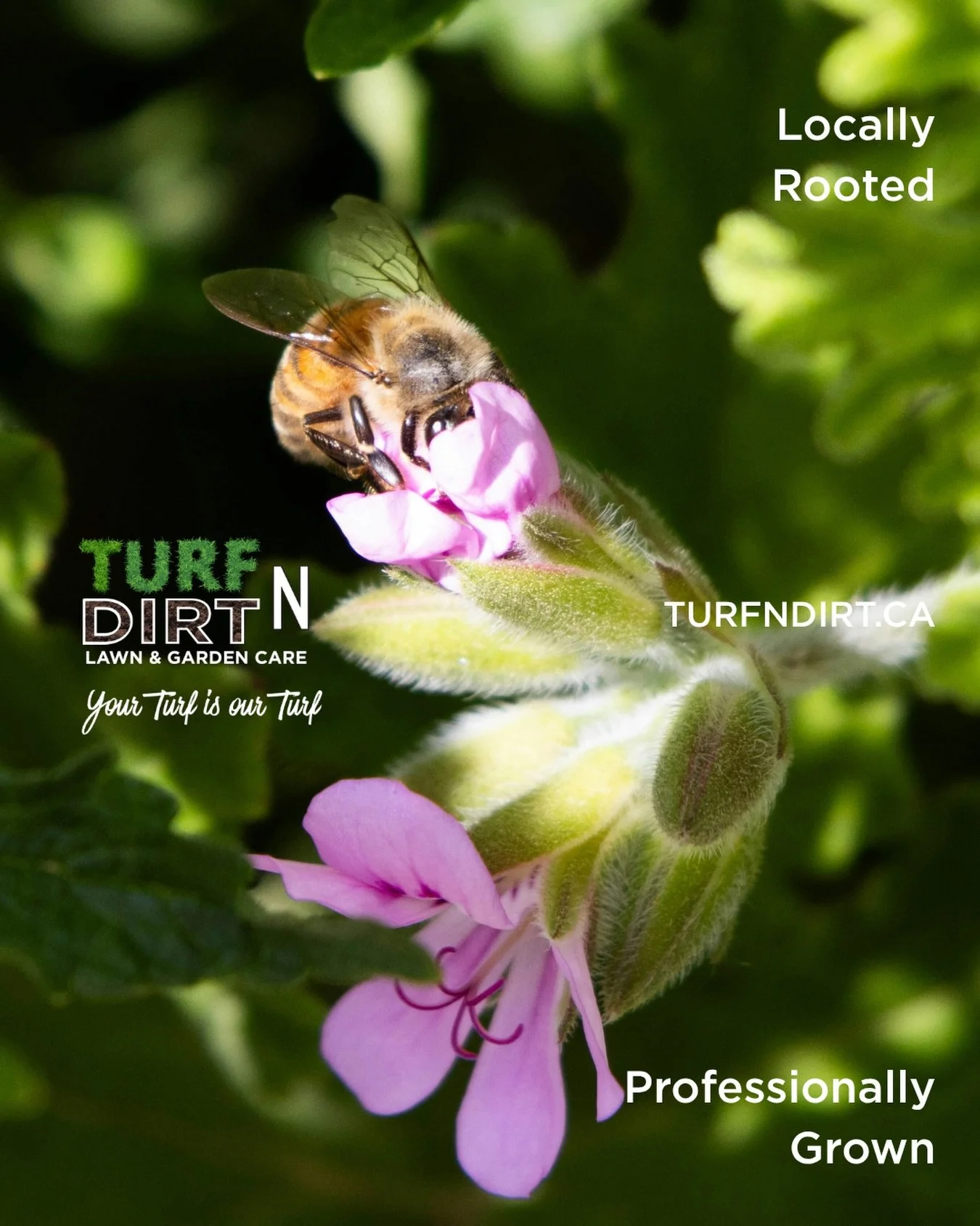 Locally rooted. Professionally grown.

At TurfNDirt, we take pride in building healthy lawns and thriving gardens right here in our community. Because great landscapes don&rsquo;t just happen&mdash;they&rsquo;re grown with care.

📍 turfndirt.ca
Your