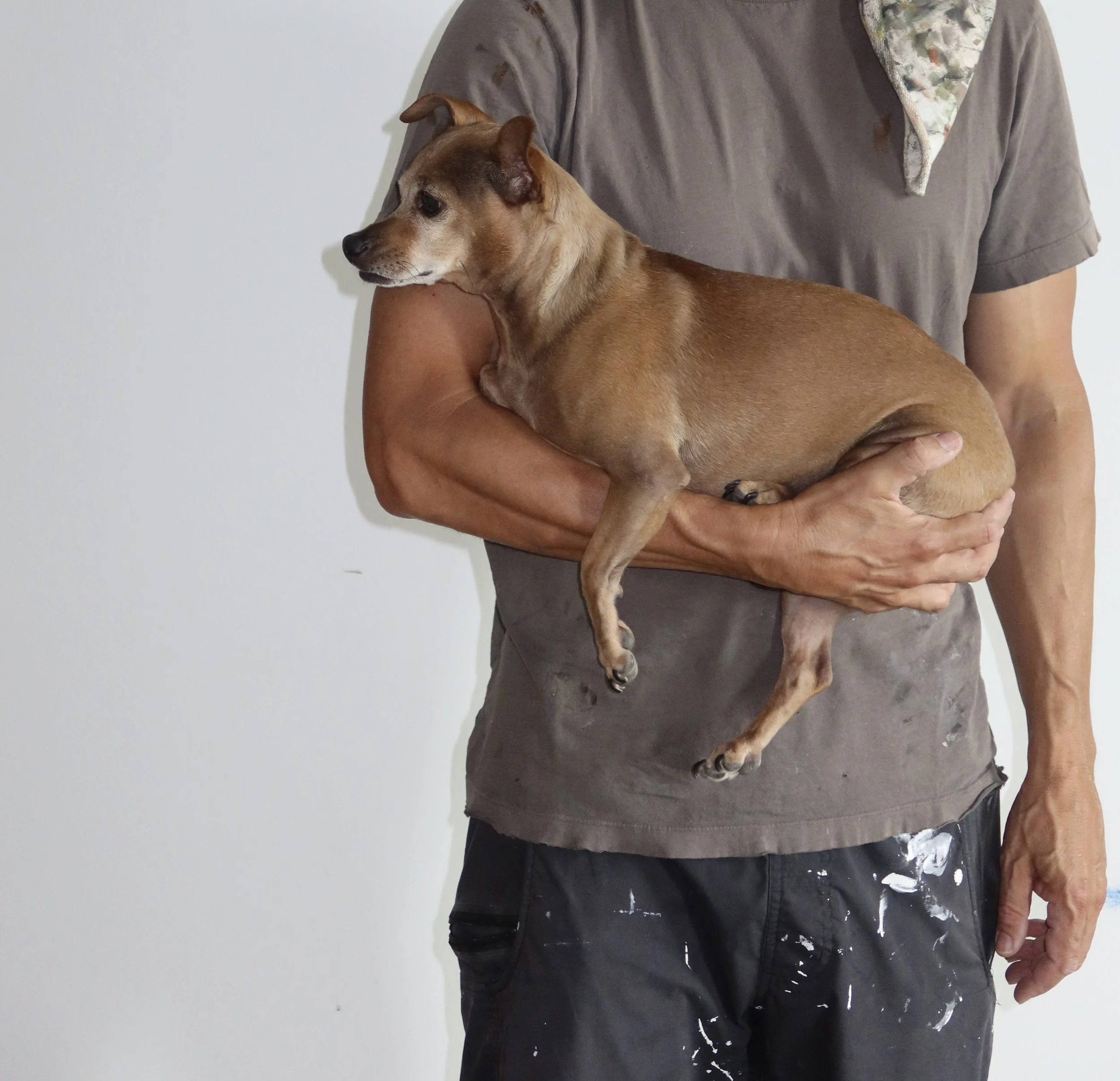 A person holding a small brown dog with a short coat of fur, in front of a plain white wall. The person is wearing a brown t-shirt and has a colorful cloth around their neck.