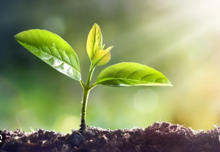 Reflecting on 2024: Growth, Resilience, and Alchemy in Action