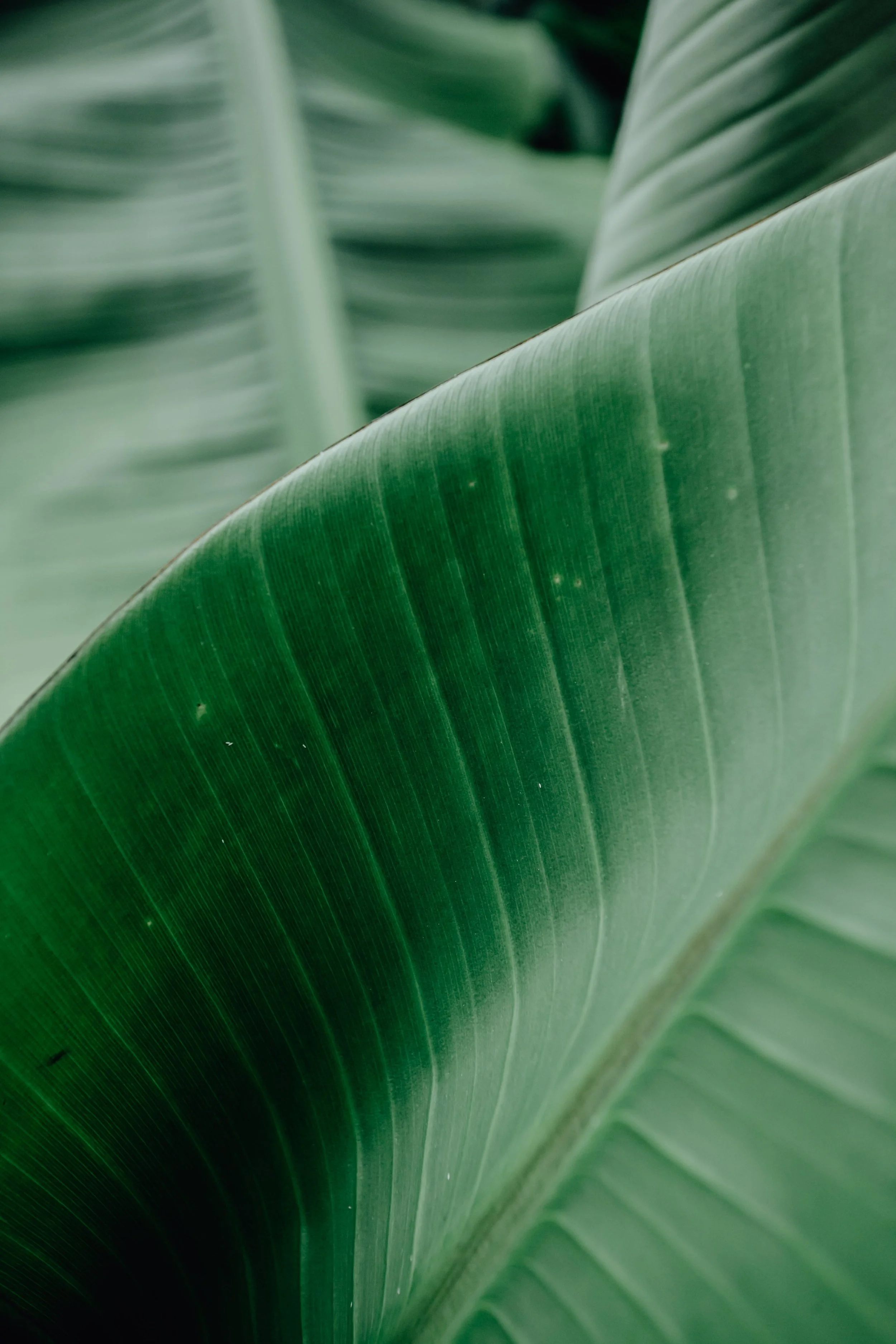 Close-up of green banana leaves, showing detailed texture and veins.