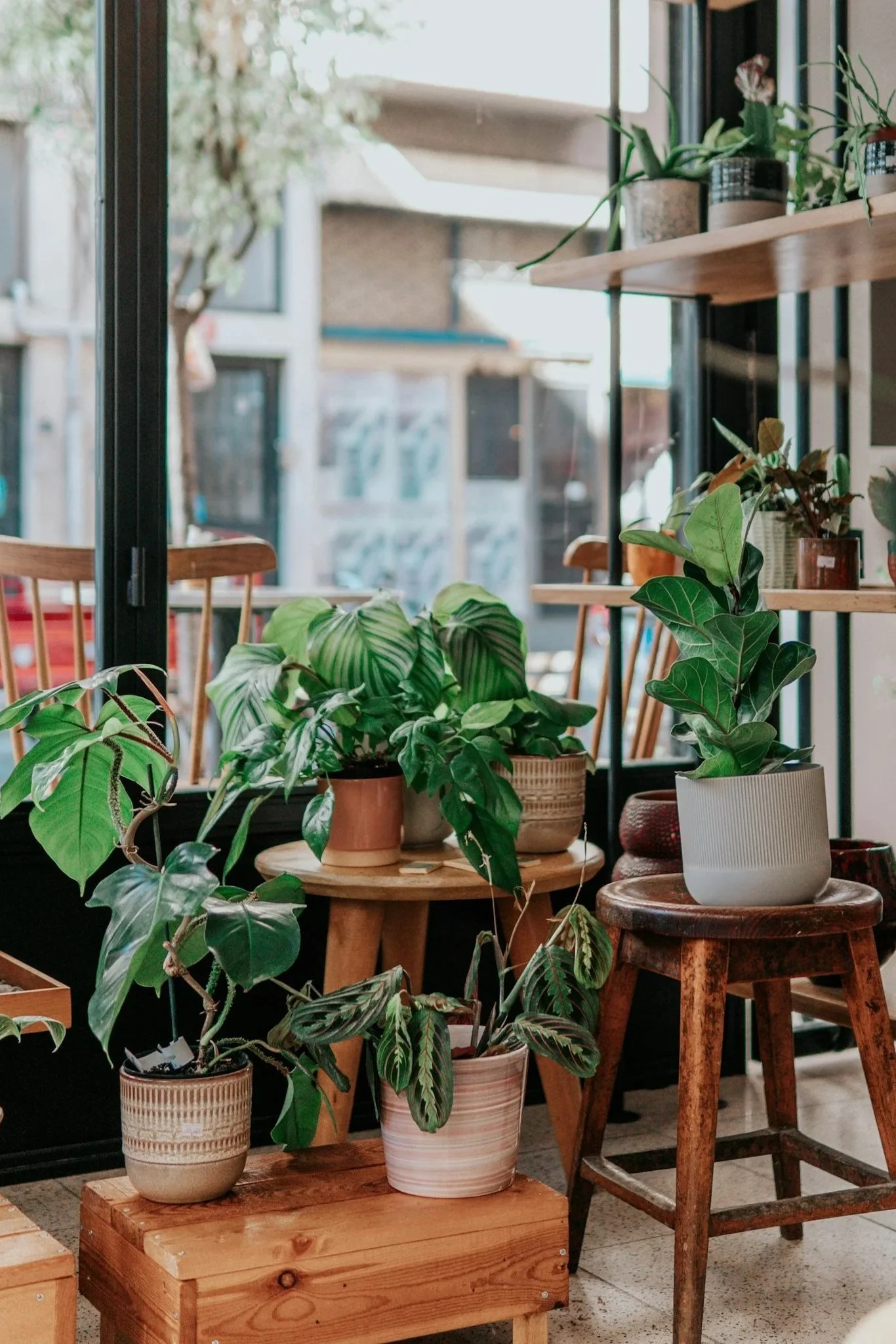 Indoor plant display with potted plants on wooden tables and a chair, near a window with outdoor scenery.