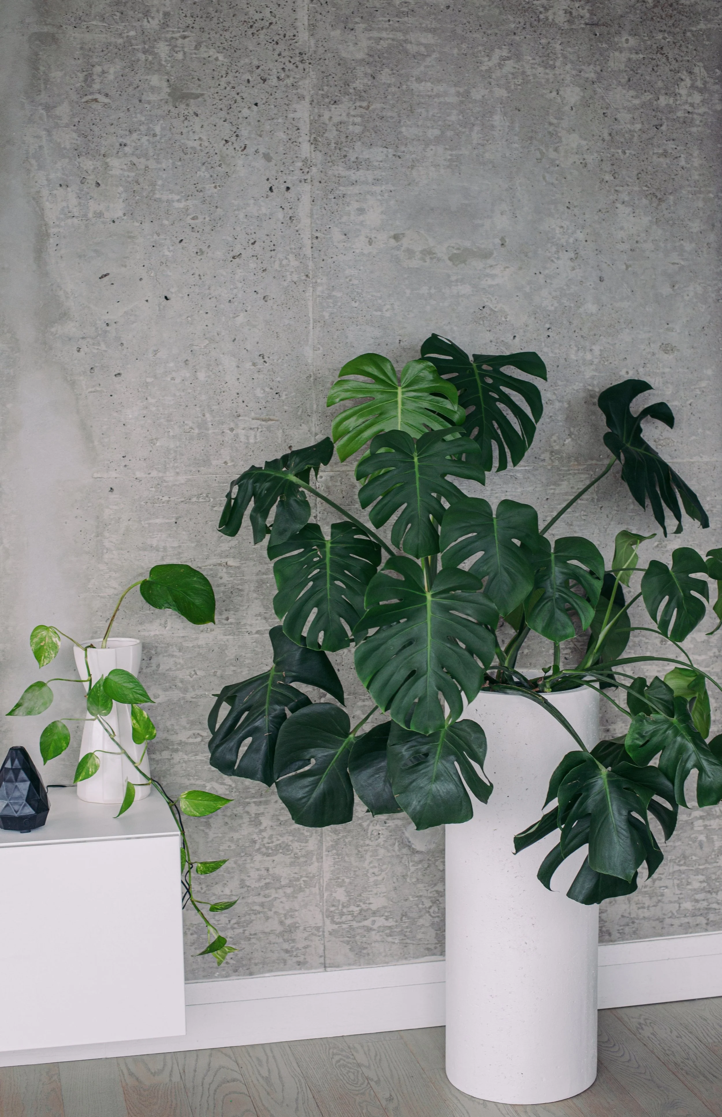 Interior space with a large potted Monstera plant in a white pot, placed next to a white console table decorated with a smaller potted plant and a black geometric decor item. The background features grey textured concrete walls and light wooden flooring.