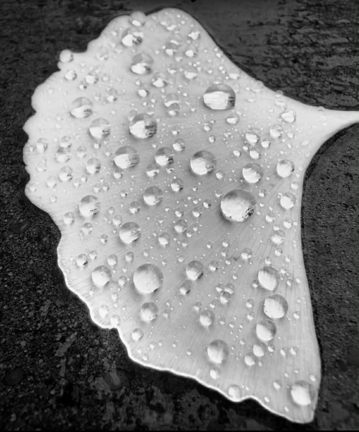 leaf with droplets.jpg