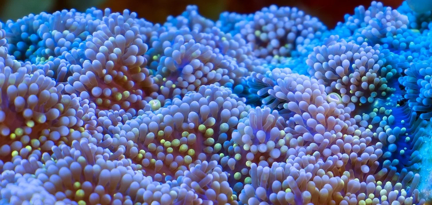 Close-up of colorful mesophotic coral with shades of purple, pink, and blue, featuring bubble-like polyps and fluorescent tips.