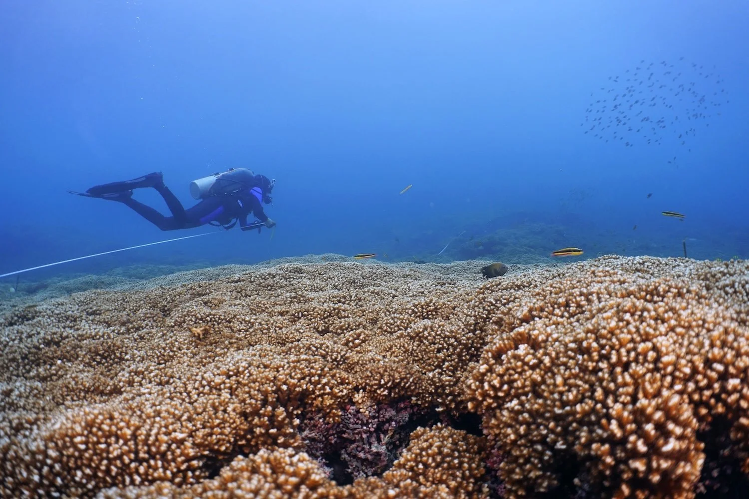 A scuba diver exploring coral reef underwater in Panama, surrounded by small fish.