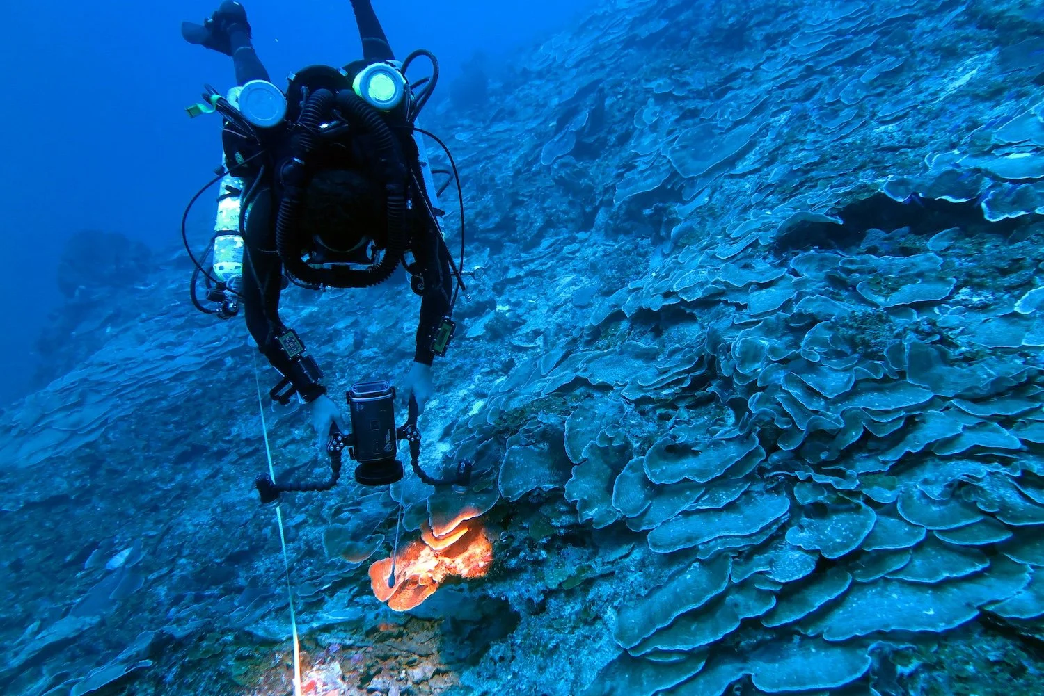 A scuba diver underwater with a video camera and light pointed down, examining a mesophotic coral reef.