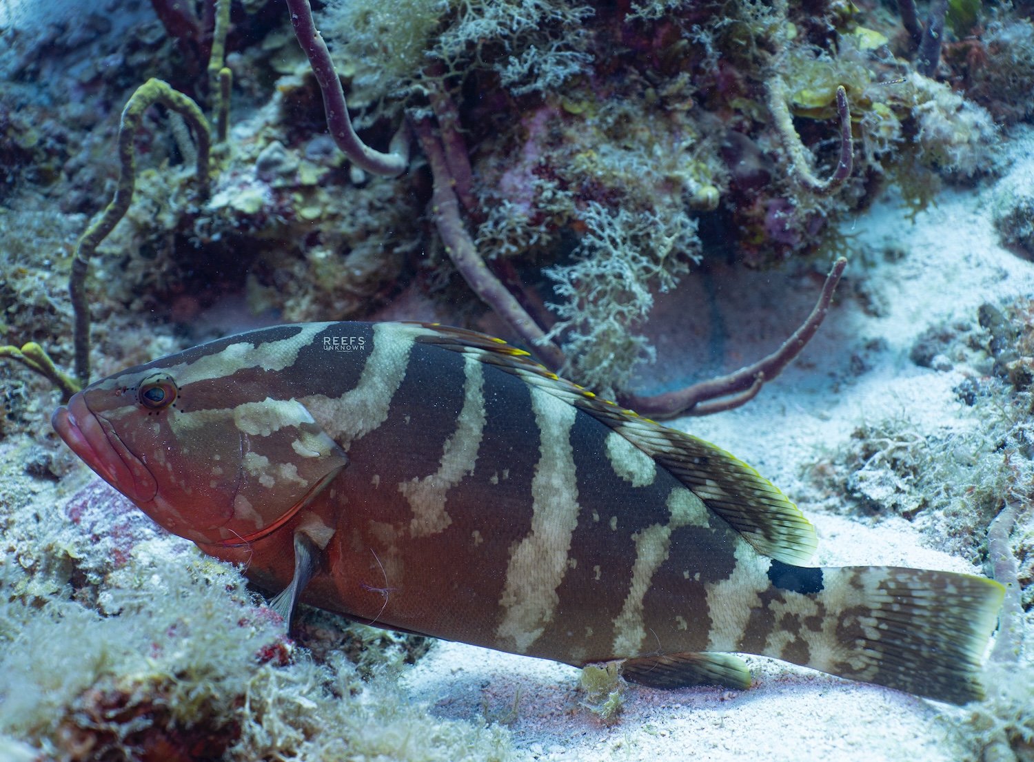 A colorful Nassau grouper with brown and tan stripes resting on the coral reef floor.