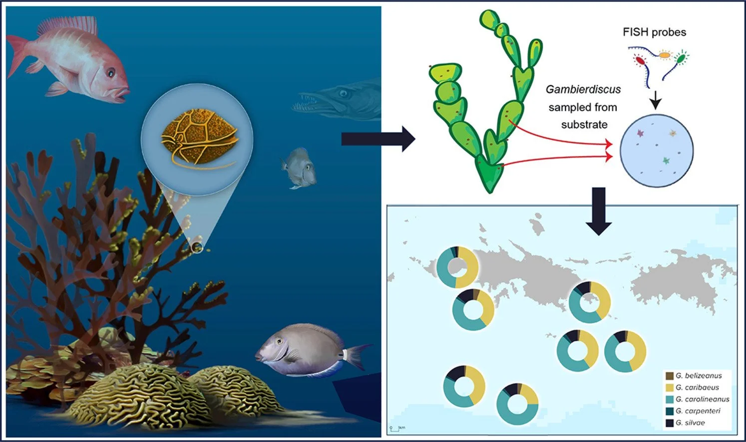 Diagram of a coral reef food chain showing fish and a turtle, with a focus on sampling of Gamberdiscus from substrate using FISH probes and analyzing the community composition of species.
