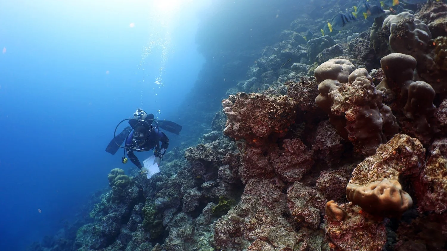 A scuba diver exploring a coral reef underwater in Panama with various coral formations and small fish swimming nearby.