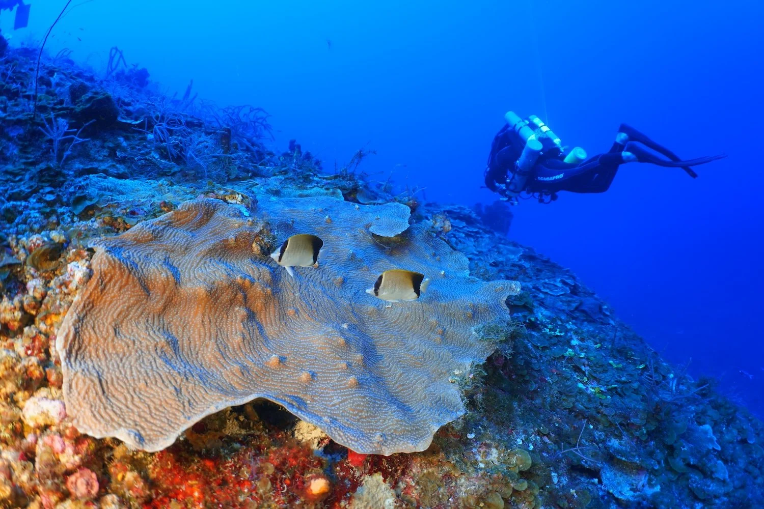 A rebreather scuba diver swimming above a mesophotic coral reef with two fish near coral.