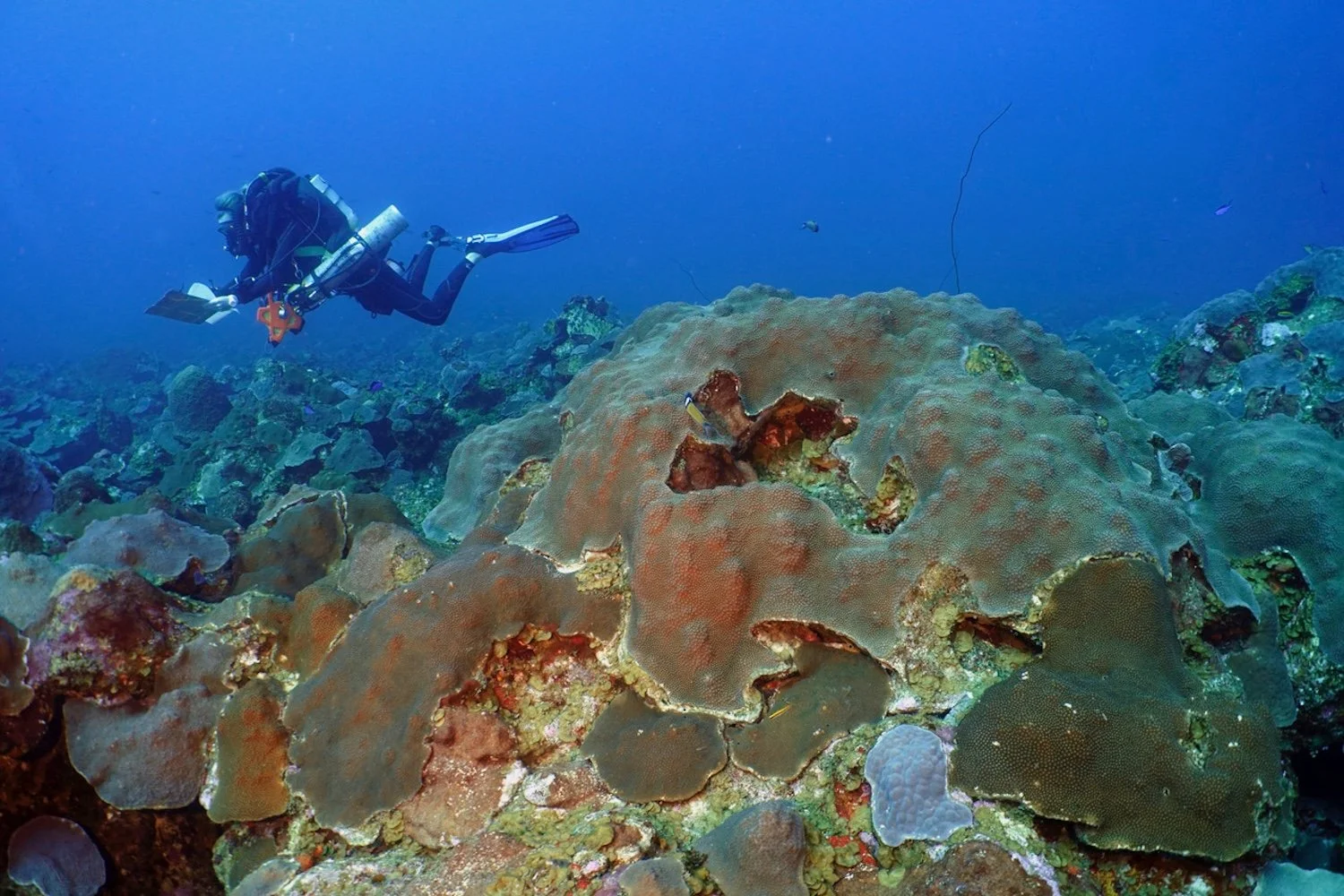 A scuba diver swimming near a large coral formation underwater on a mesophotic coral reef.