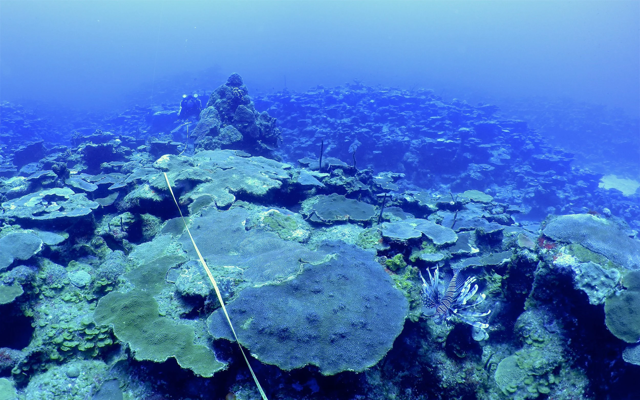 Underwater scene showing scuba divers exploring a vibrant coral reef with various types of corals and a lionfish.