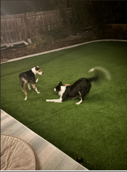 Meet & Greet Structured Daily Doggy Daycare