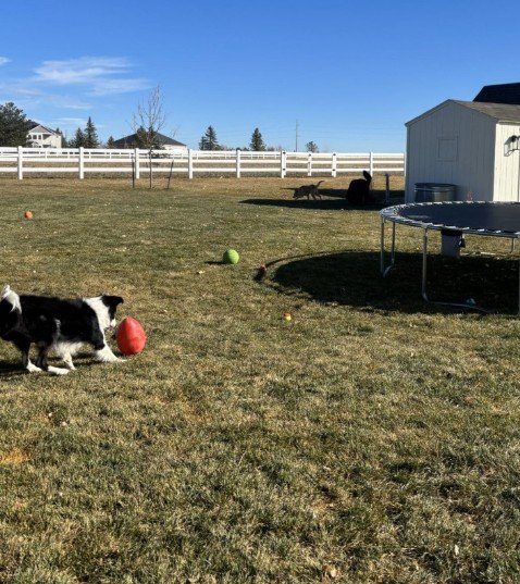 Structured Daily Doggy Daycare
