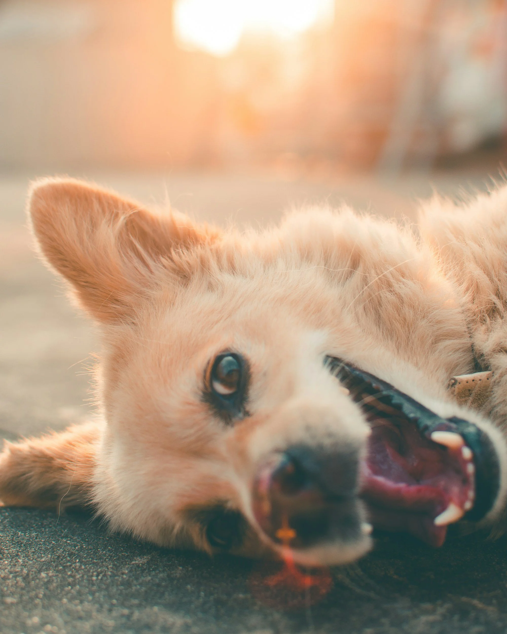 Close-up of a puppy lying on the ground, chewing on a stick, with sunlight in the background.