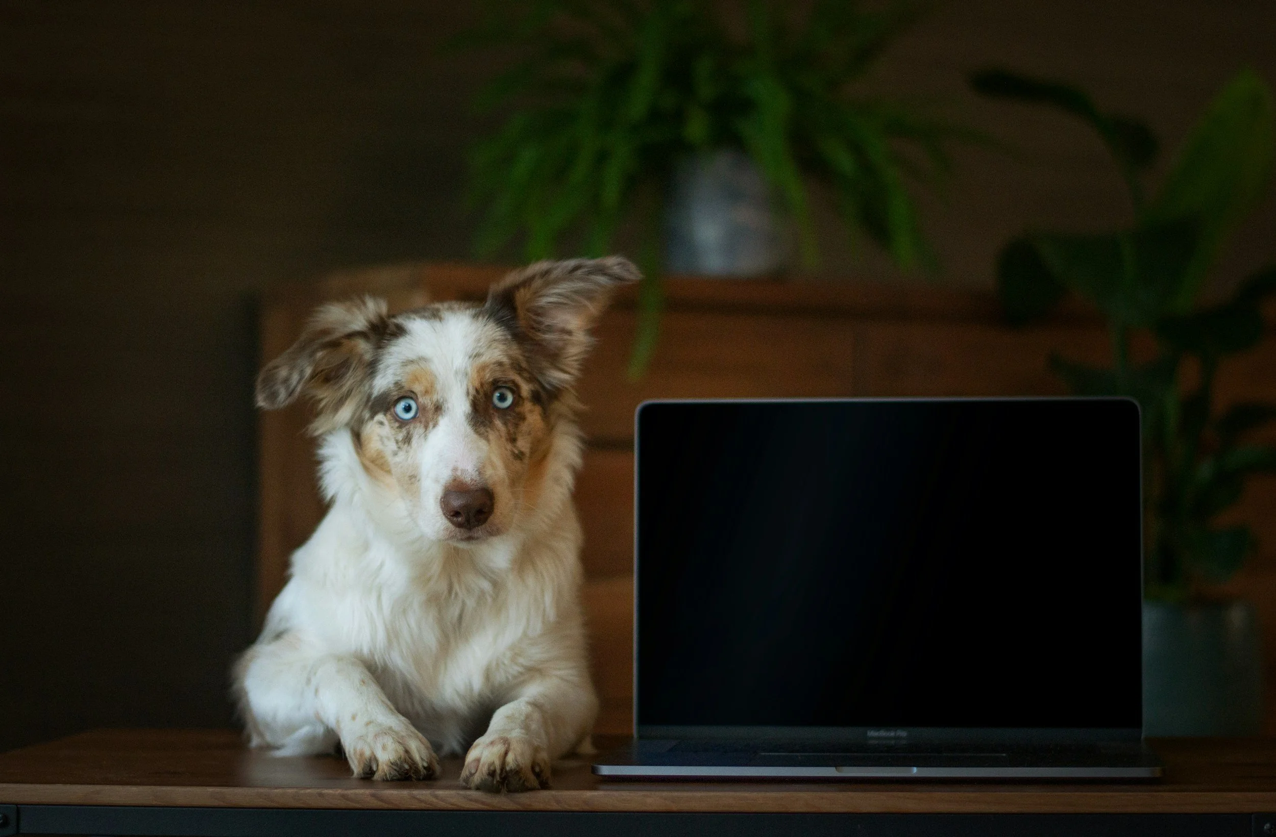 Australian Shepherd dog with blue eyes sitting at a wooden table next to a closed black laptop, with green plants in the background.
