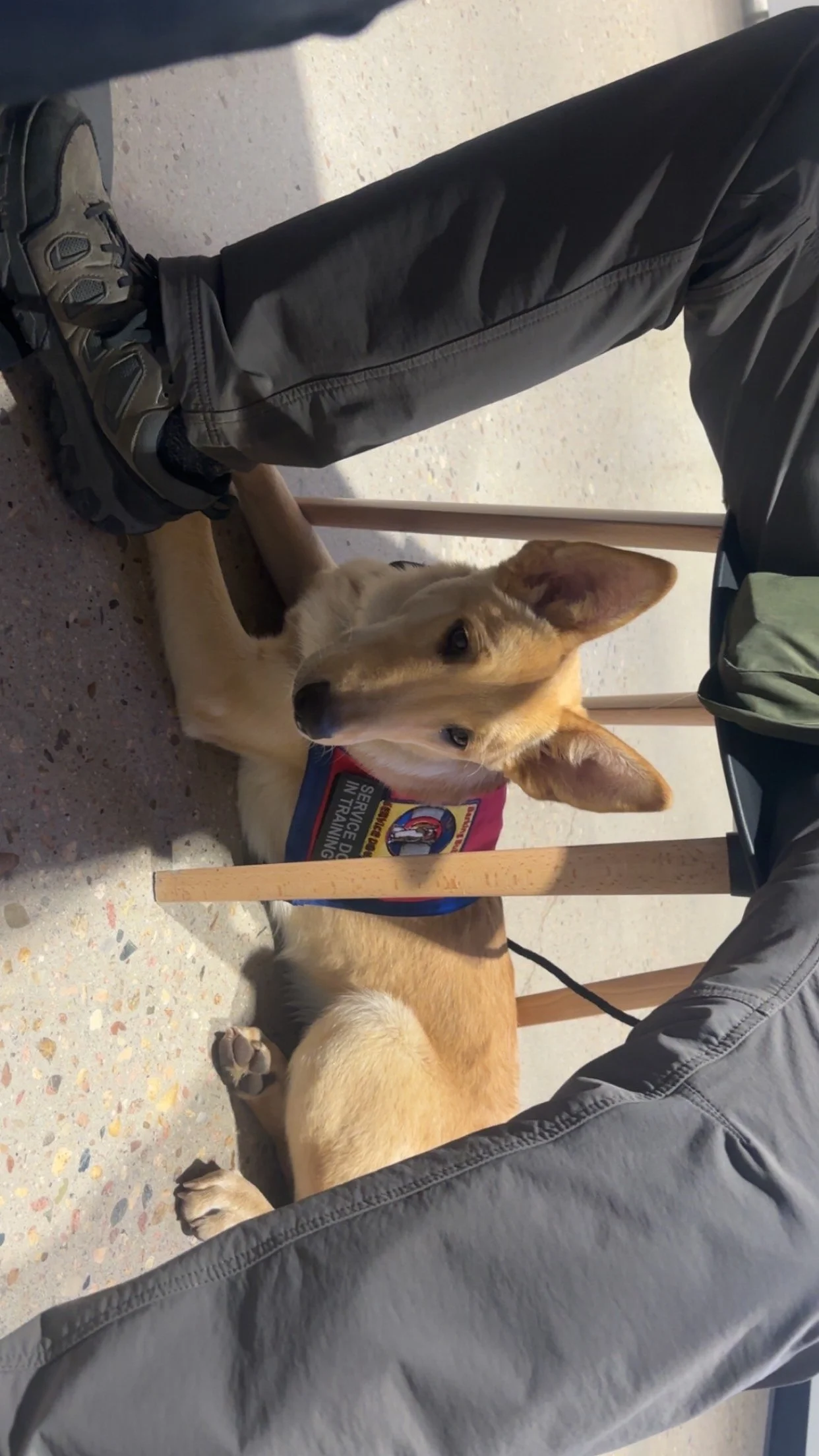 Service Dog Pre-K