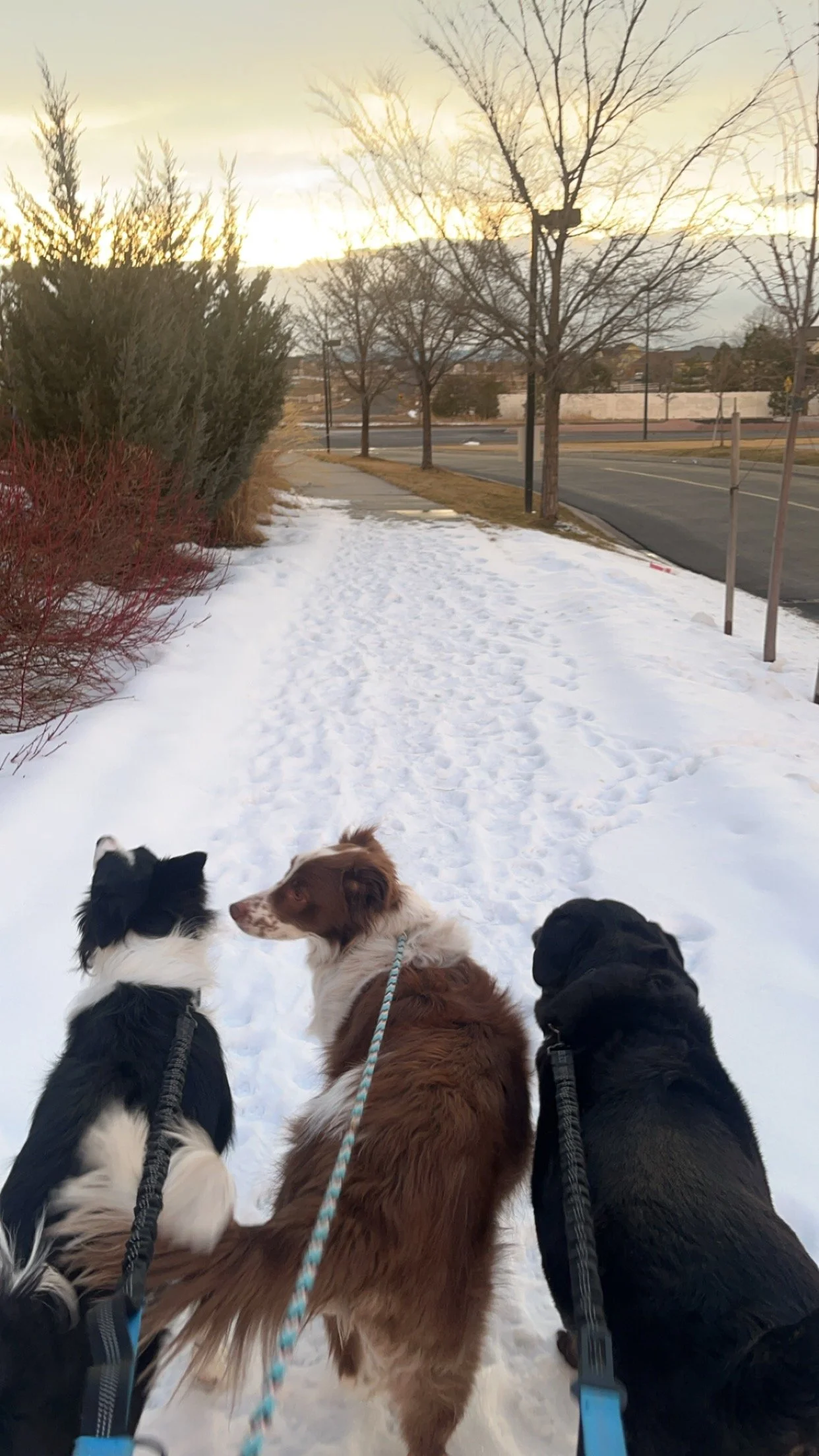 Meet & Greet Pet Sitting