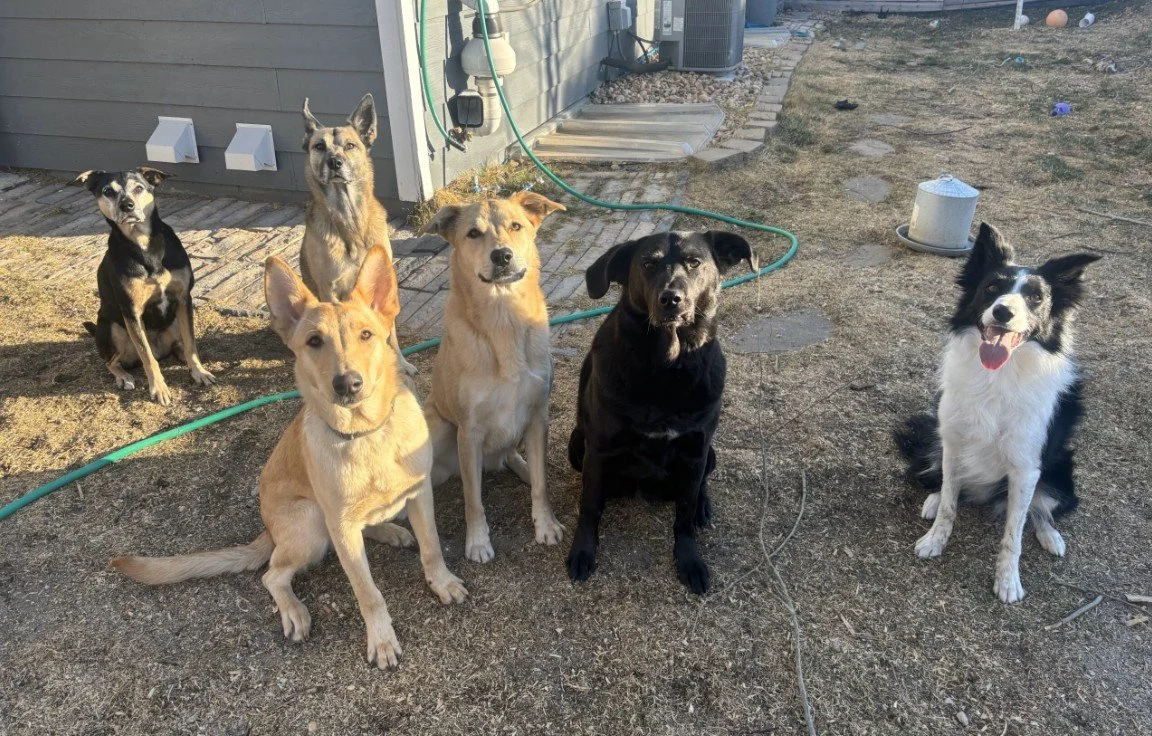 Seven dogs sitting outside on a dirt yard near a house, with a green garden hose and other outdoor items in the background.