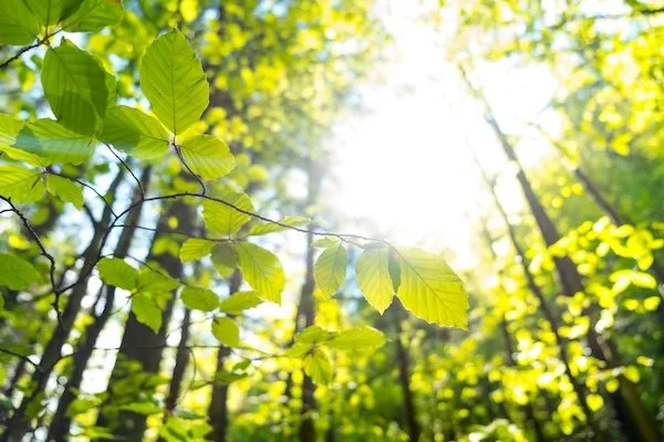 Sunlight filtering through green leaves in a forest.
