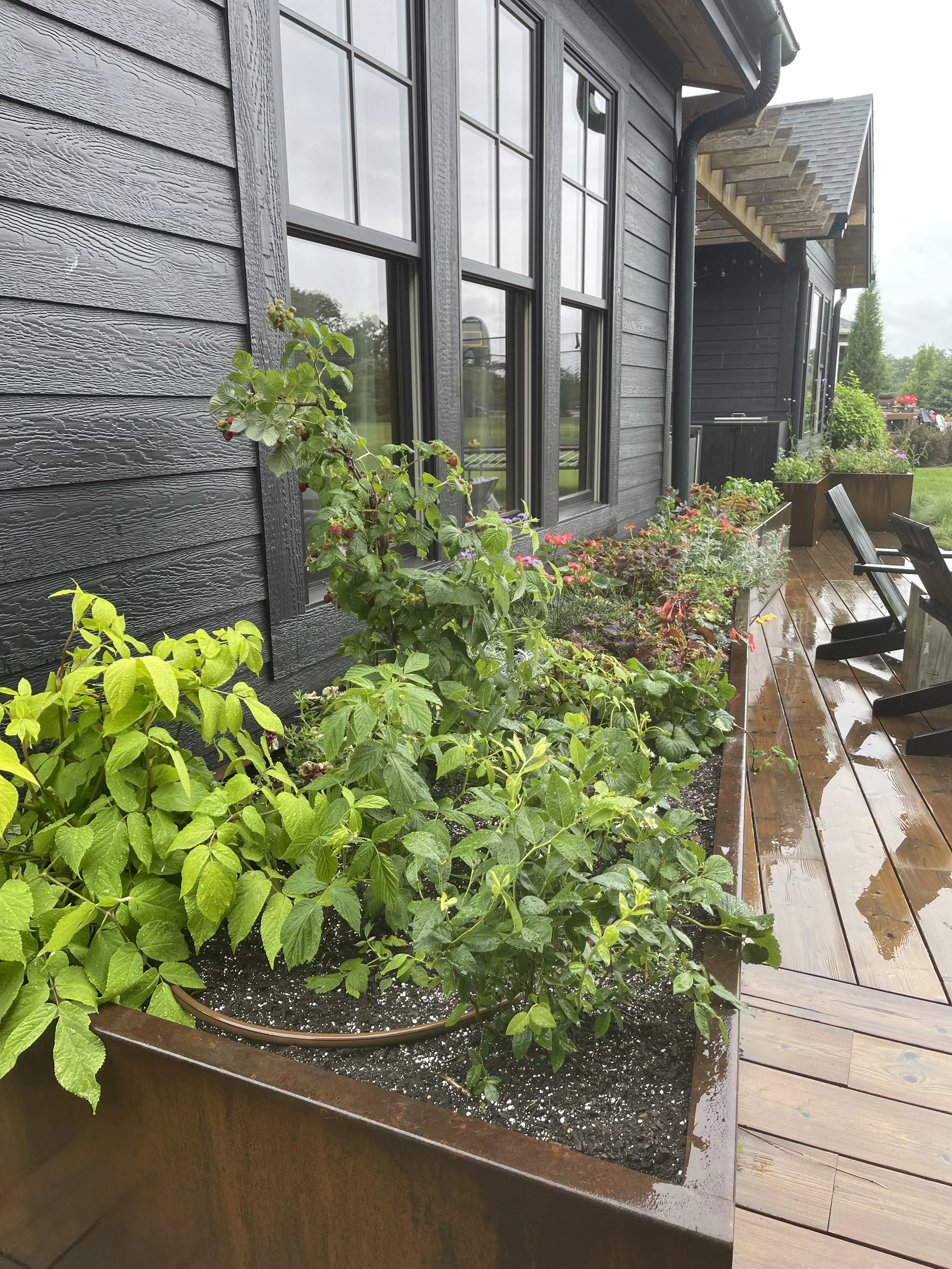 Edible garden - Raspberry, blueberry, strawberry