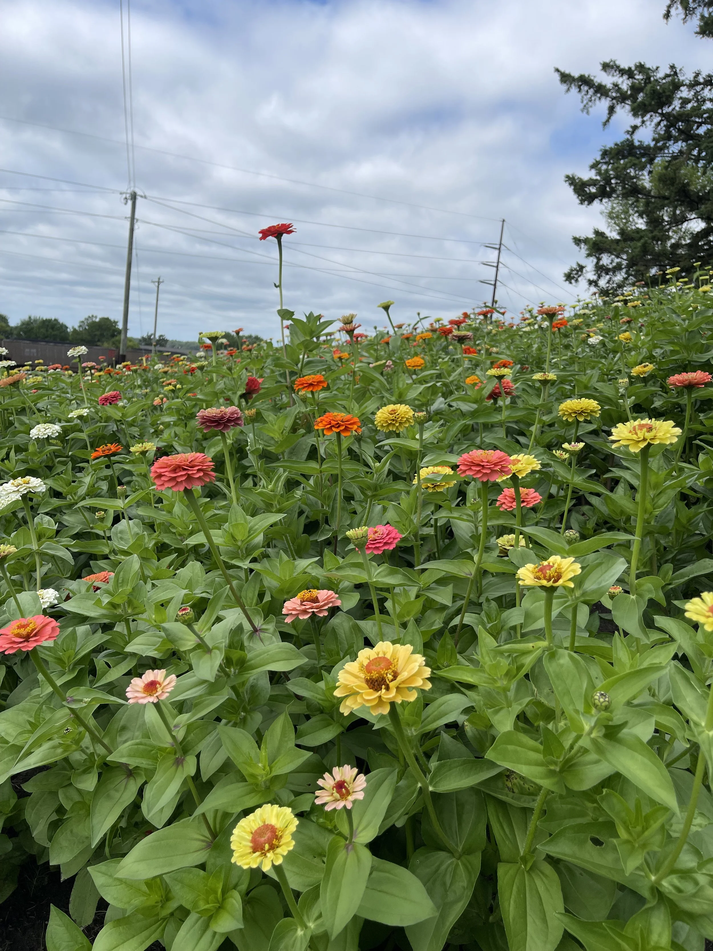 Zinnia Gardens in full bloom
