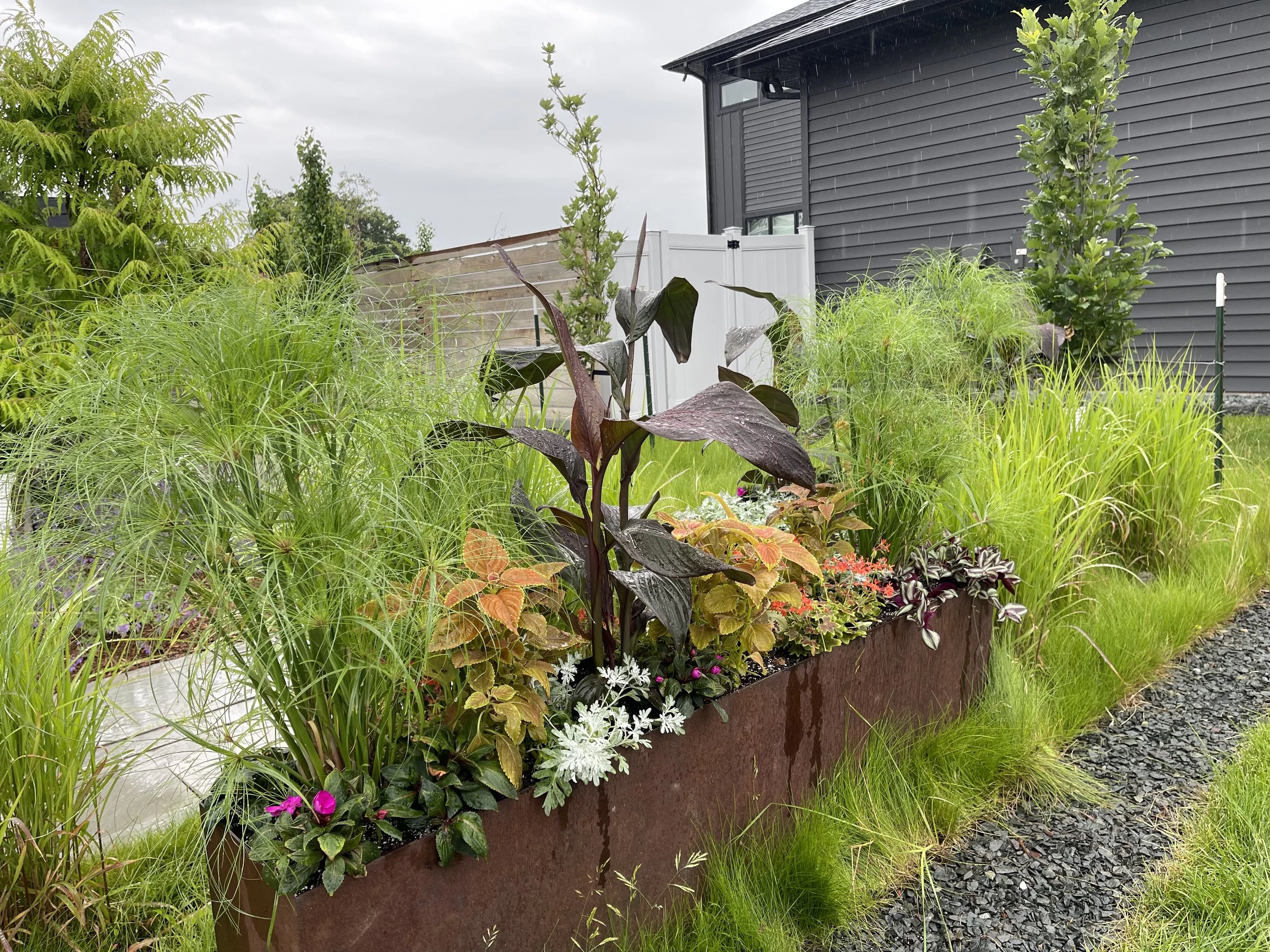Front yard corten planter including canna and colues