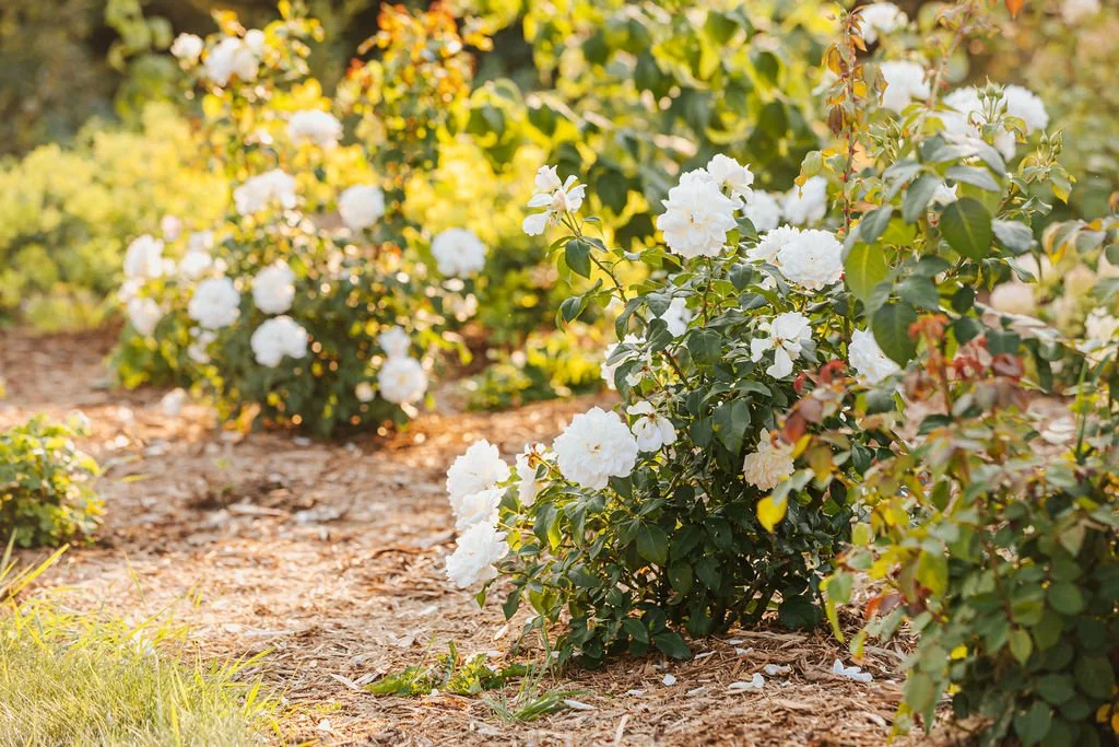 White garden rose bushes in a garden with mulch and sunlight.