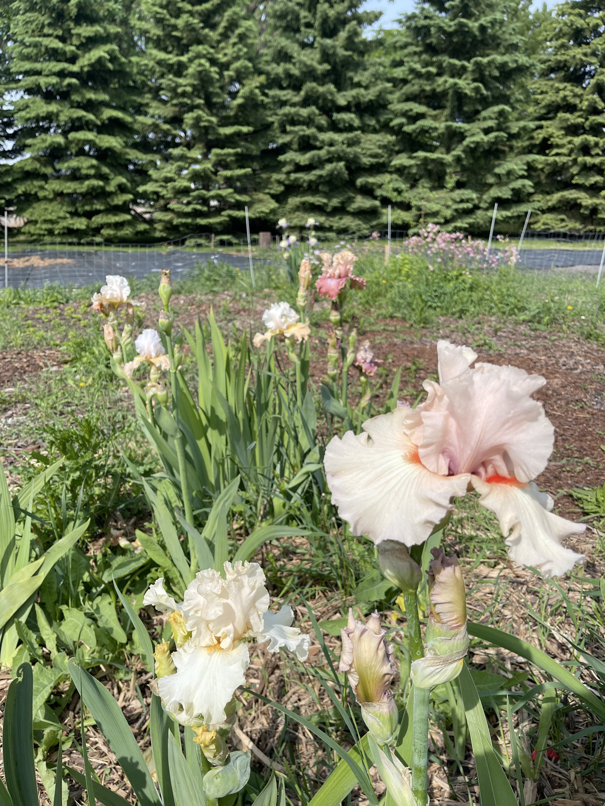 Close-up of light pink and white bearded iris flowers blooming in a garden bed, with green foliage and a background of trees and garden fencing.