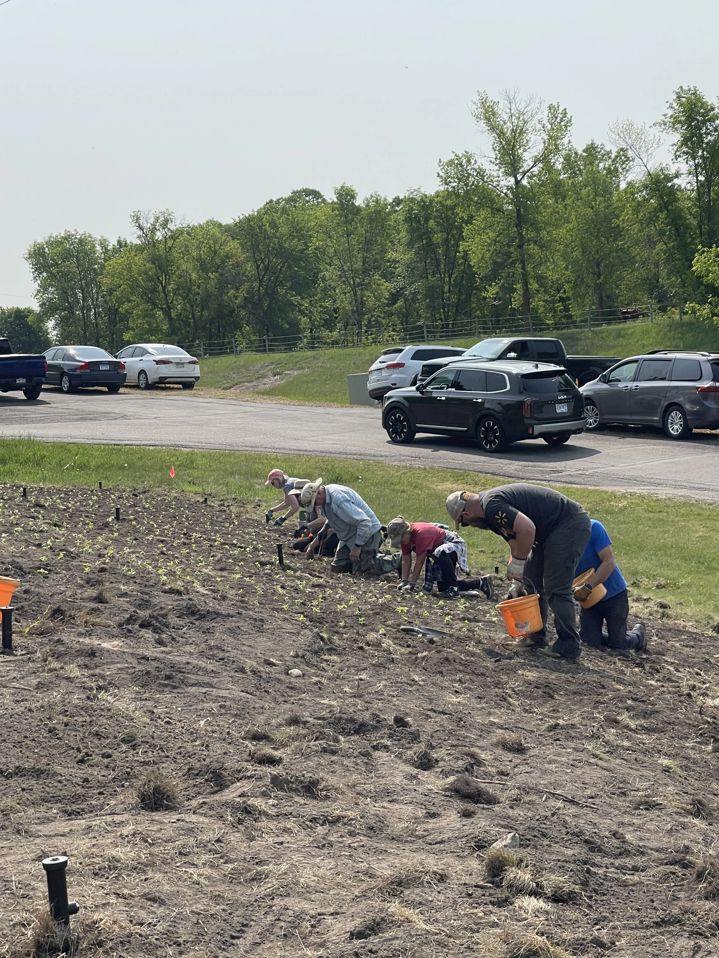 Volunteers helping to plant the zinnias