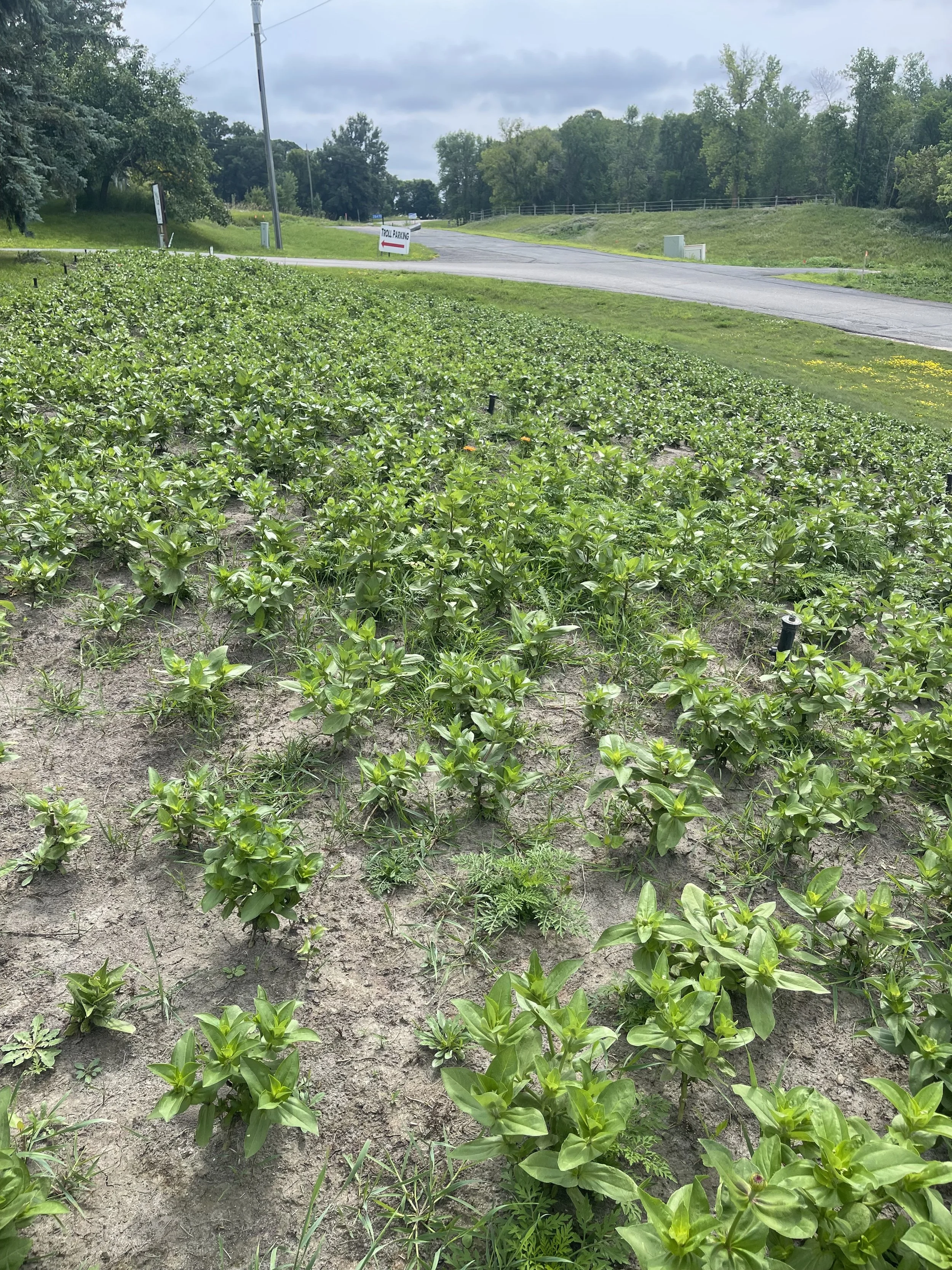 Zinnias growing through July